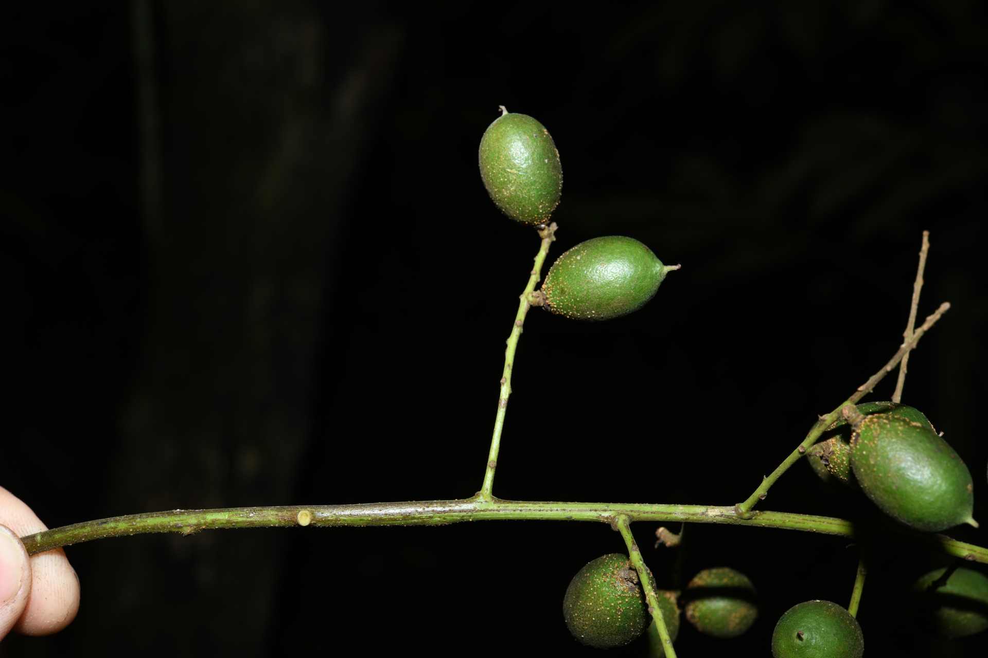 Talisia carinata Radlk. - Photo Bivouac Naturaliste