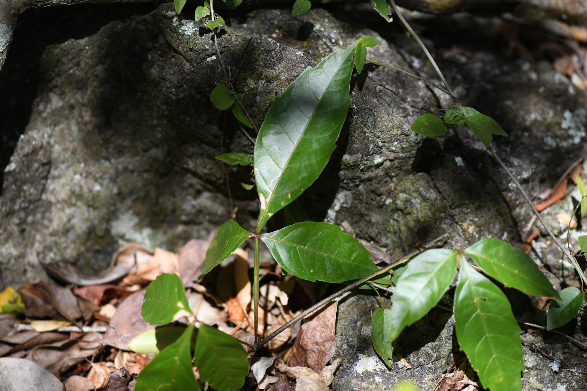 Paullinia cururu L. - Photo Bivouac Naturaliste