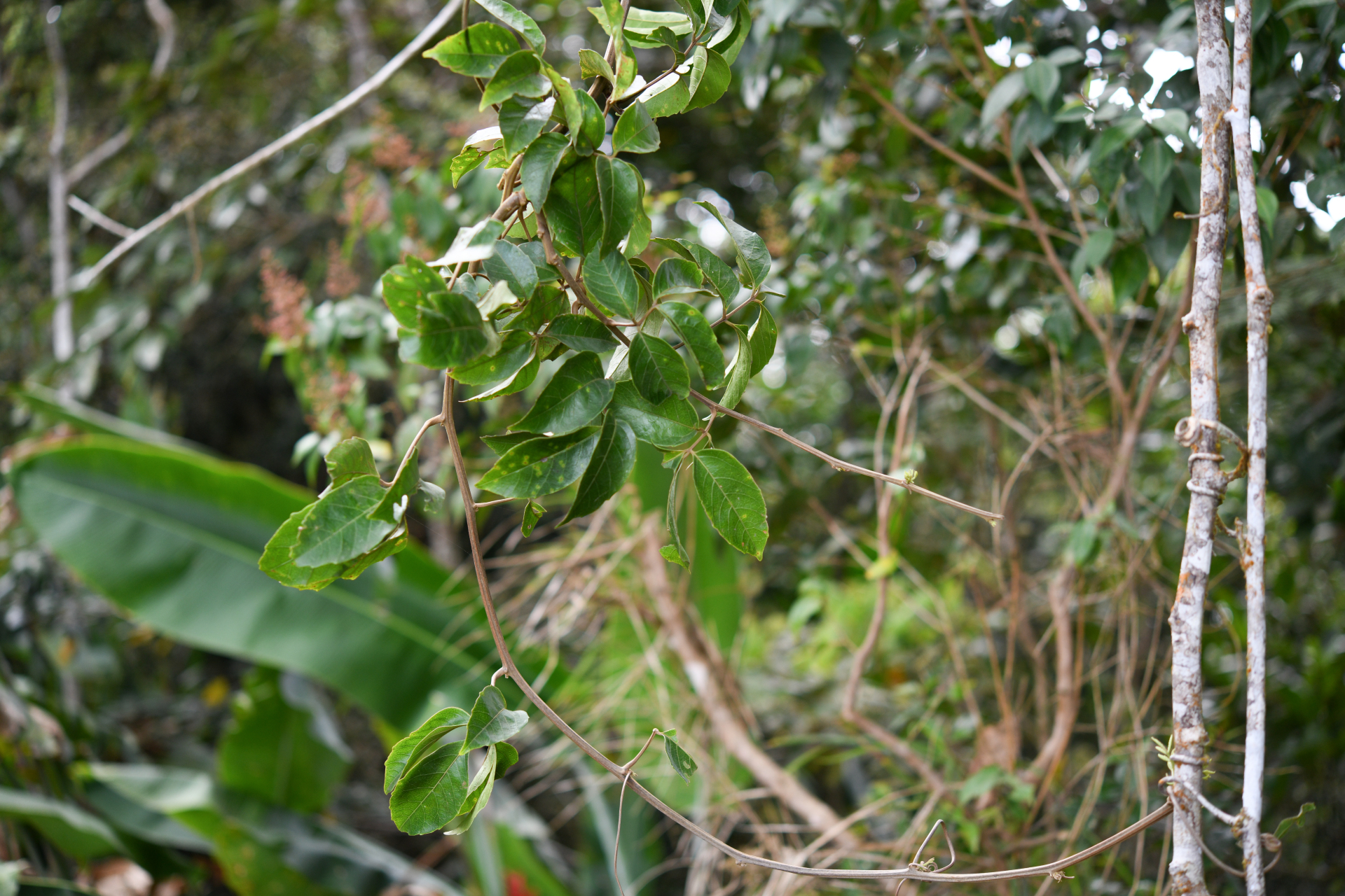 Paullinia vespertilio Sw. - Photo Bivouac Naturaliste