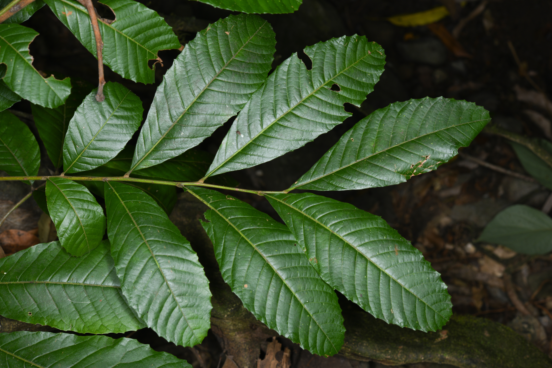 Cupania triquetra A.Rich. - Photo Bivouac Naturaliste