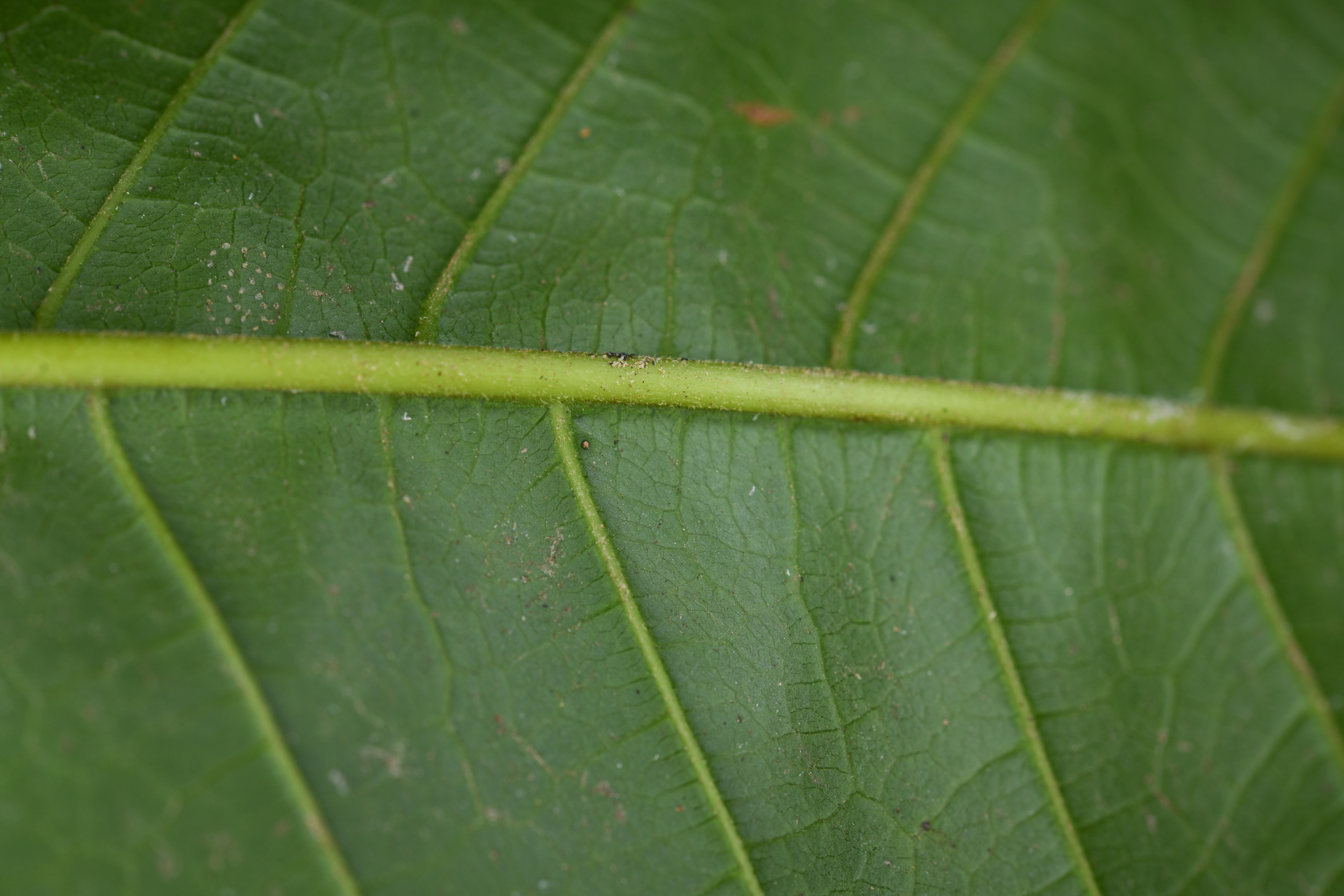 Cupania triquetra A.Rich. - Photo Bivouac Naturaliste