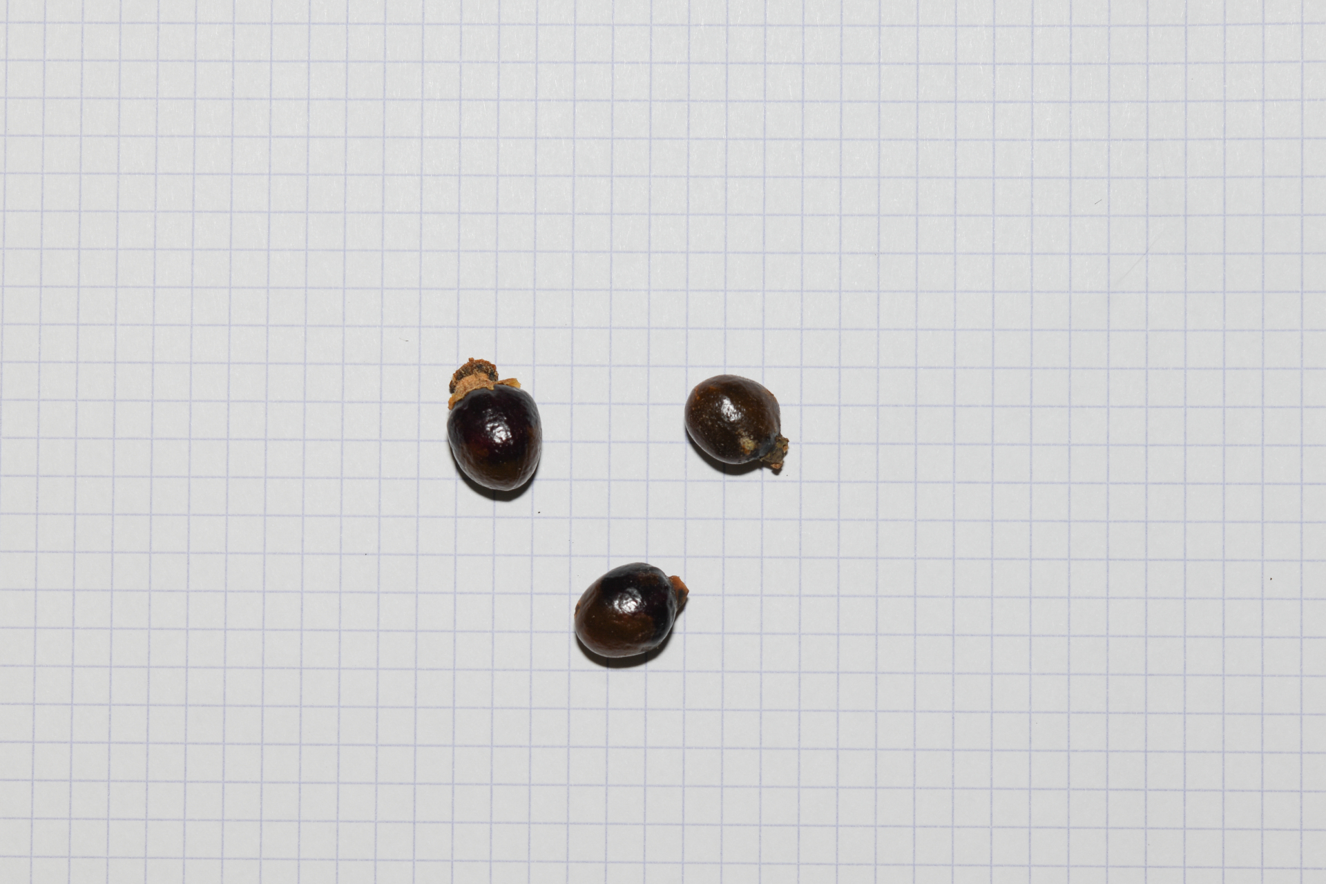 Cupania triquetra A.Rich. - Photo Bivouac Naturaliste