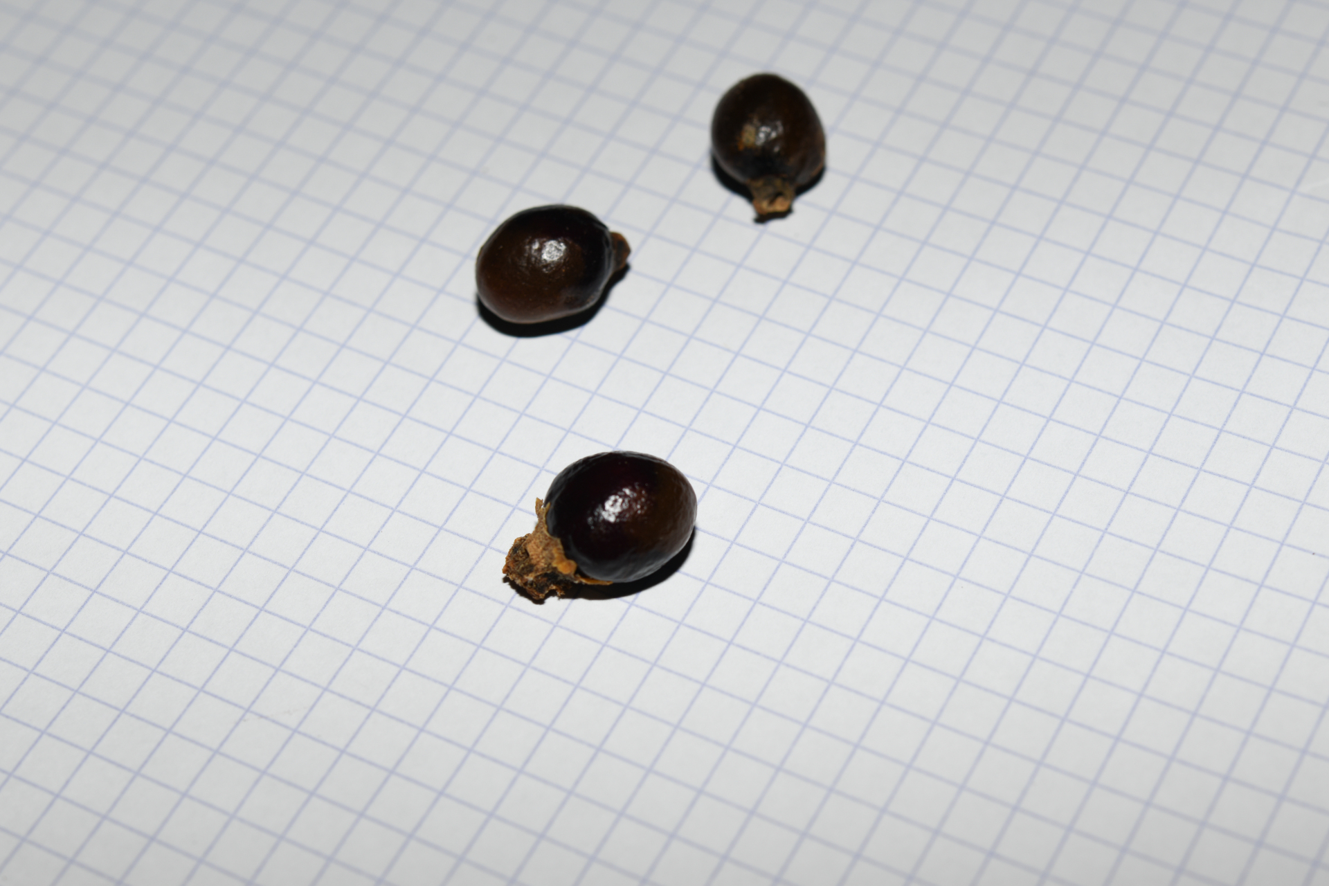 Cupania triquetra A.Rich. - Photo Bivouac Naturaliste