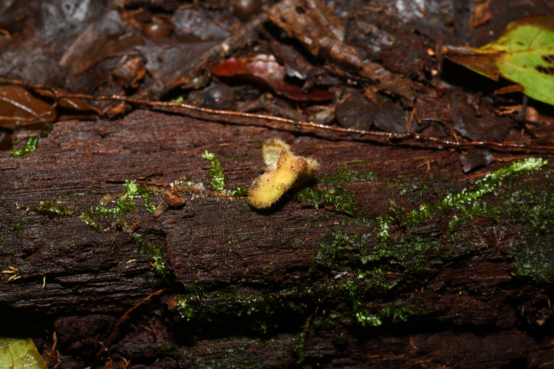 Cupania hirsuta Radlk. - Photo Bivouac Naturaliste