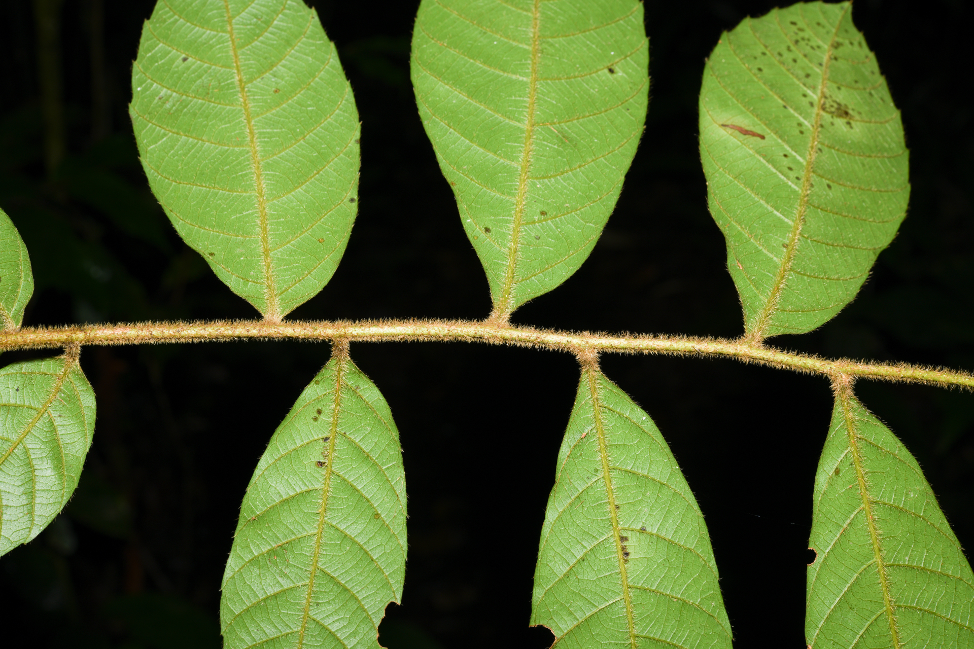 Cupania hirsuta Radlk. - Photo Bivouac Naturaliste