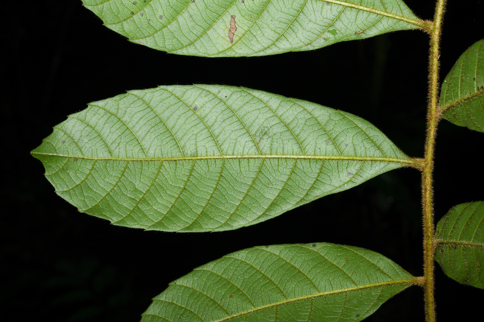 Cupania hirsuta Radlk. - Photo Bivouac Naturaliste