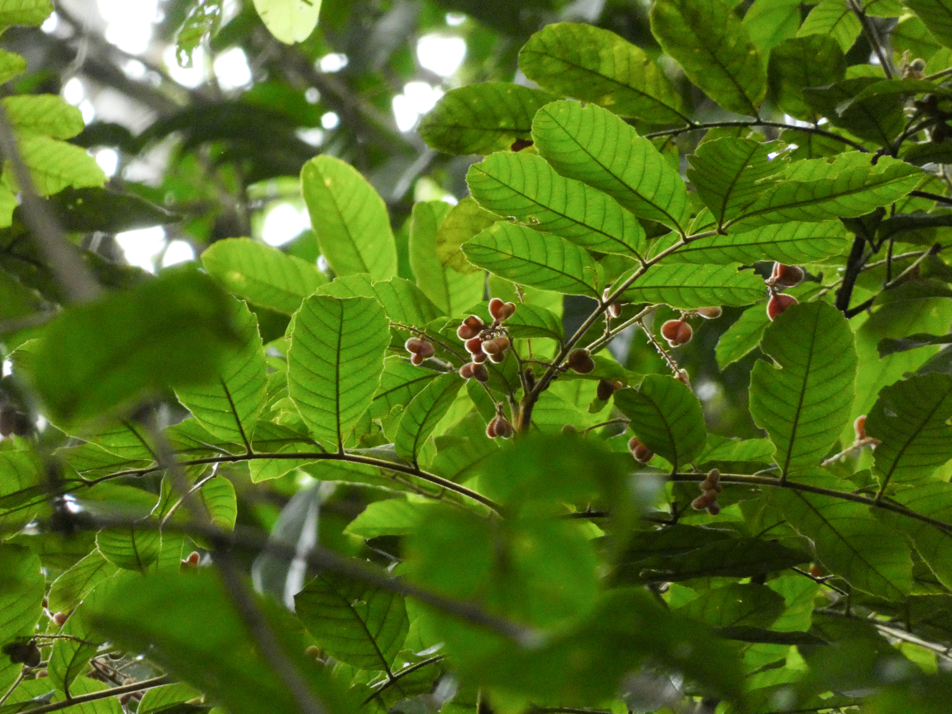 Cupania hirsuta Radlk. - Photo Bivouac Naturaliste