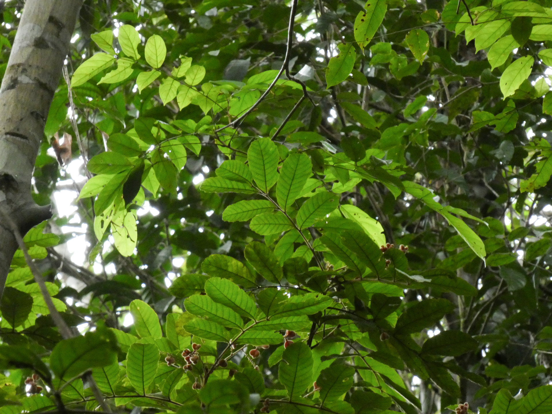 Cupania hirsuta Radlk. - Photo Bivouac Naturaliste