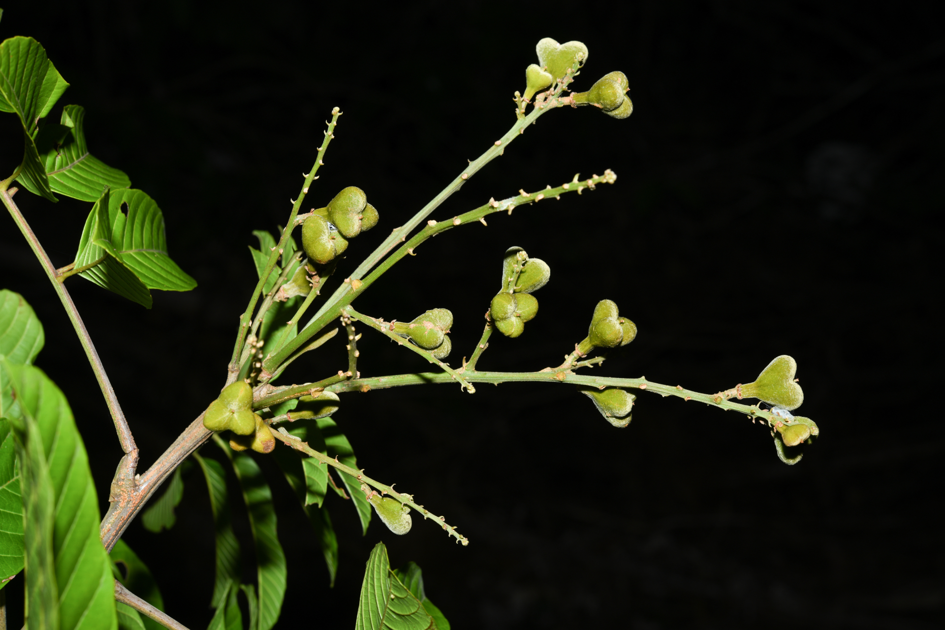 Cupania scrobiculata Rich. - Photo Bivouac Naturaliste