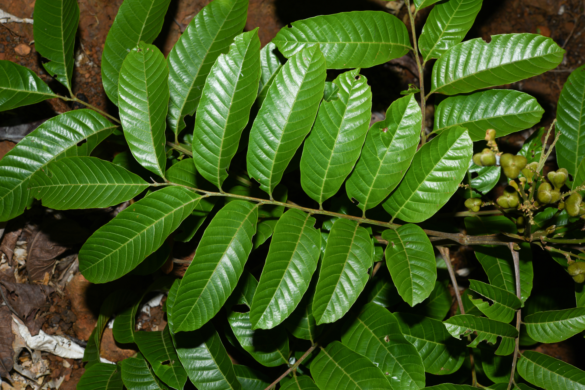 Cupania scrobiculata Rich. - Photo Bivouac Naturaliste