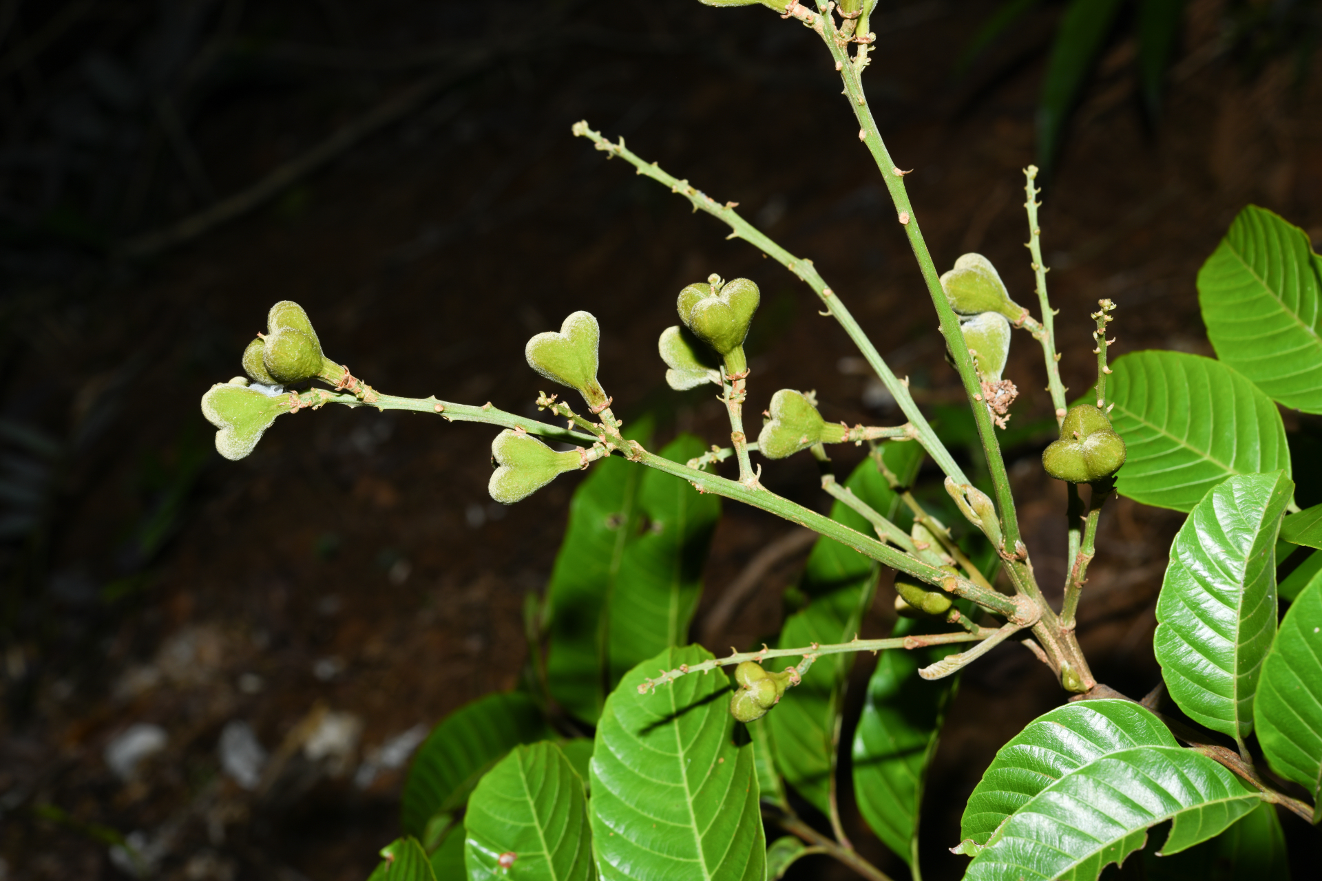 Cupania scrobiculata Rich. - Photo Bivouac Naturaliste