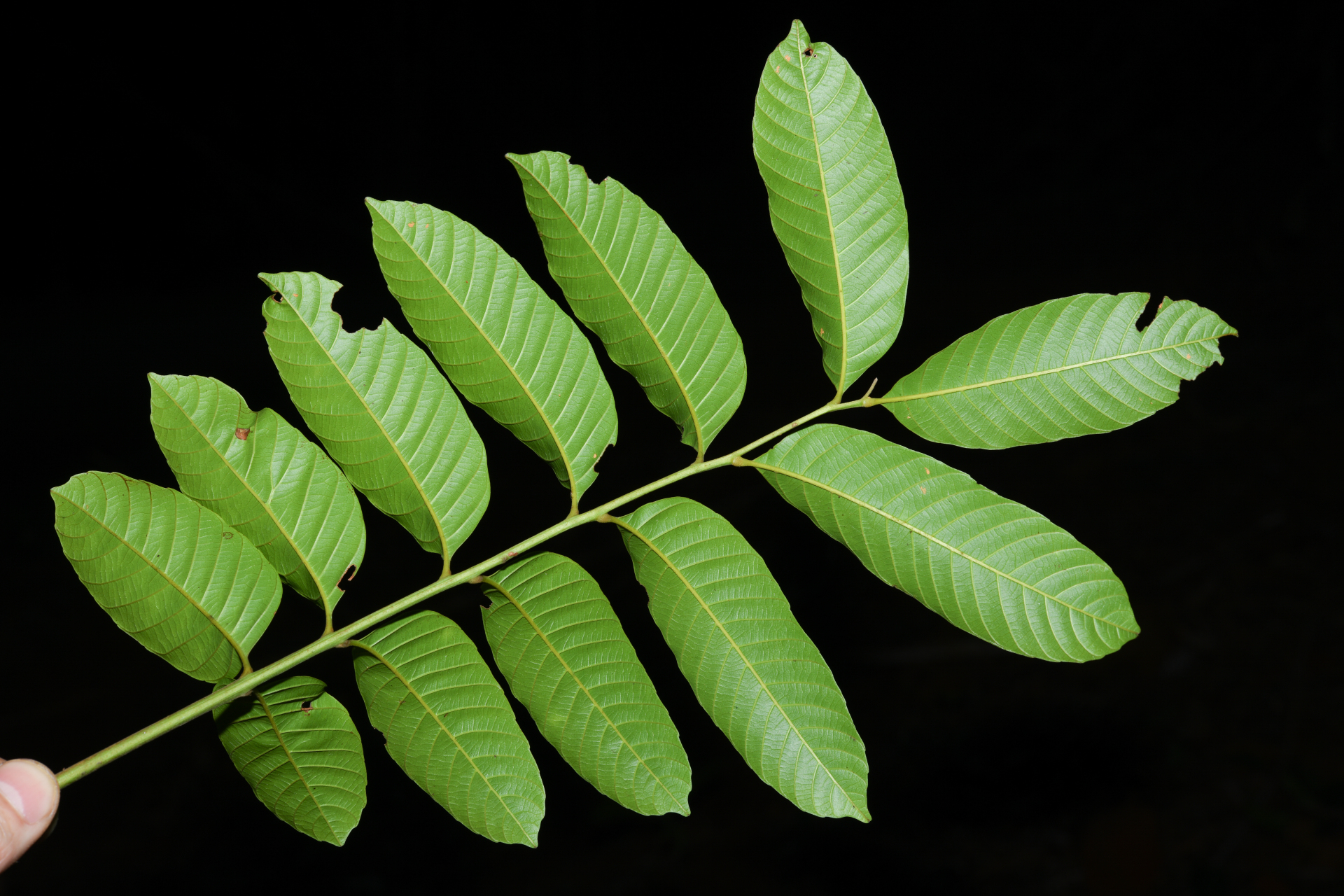 Cupania scrobiculata Rich. - Photo Bivouac Naturaliste