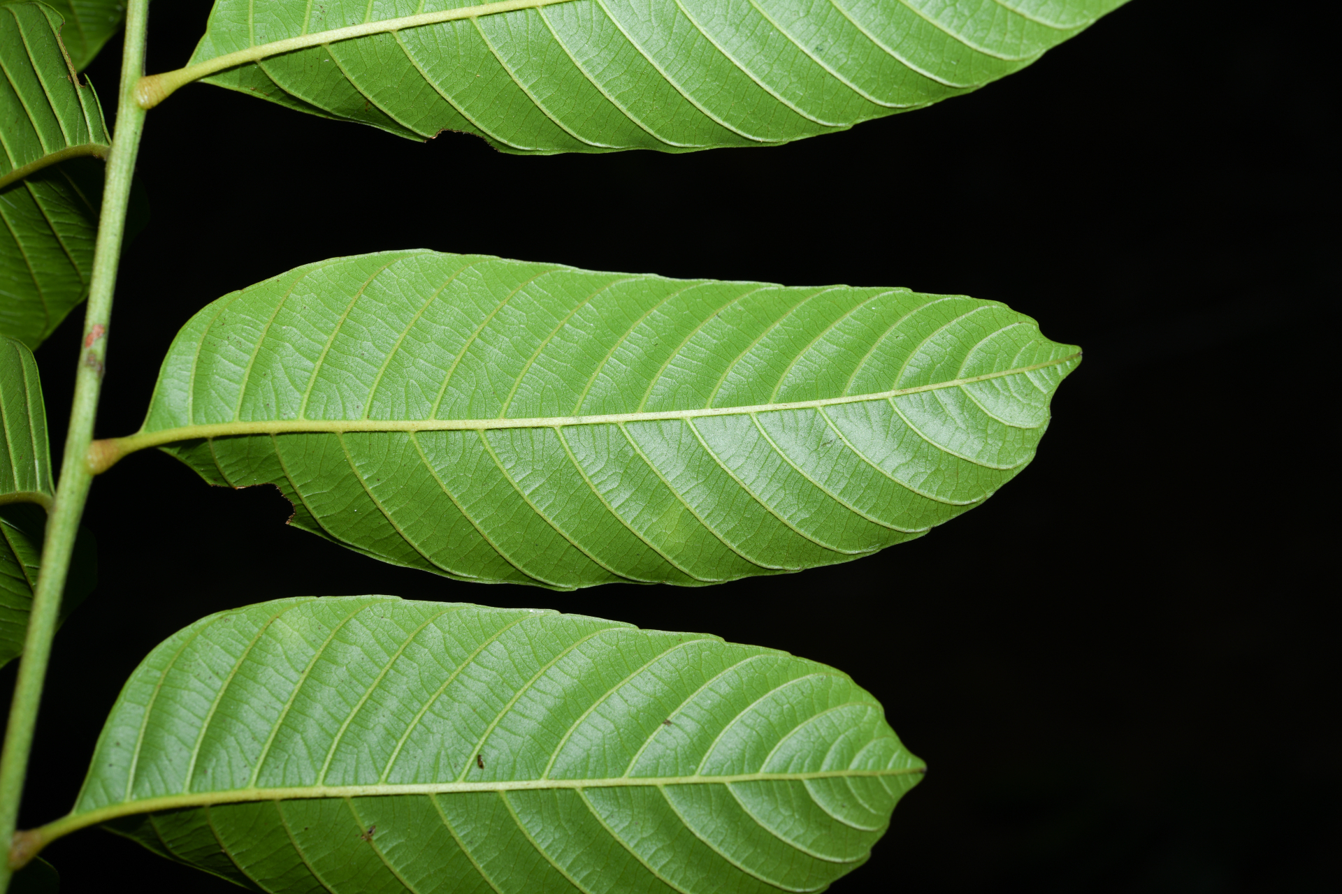 Cupania scrobiculata Rich. - Photo Bivouac Naturaliste