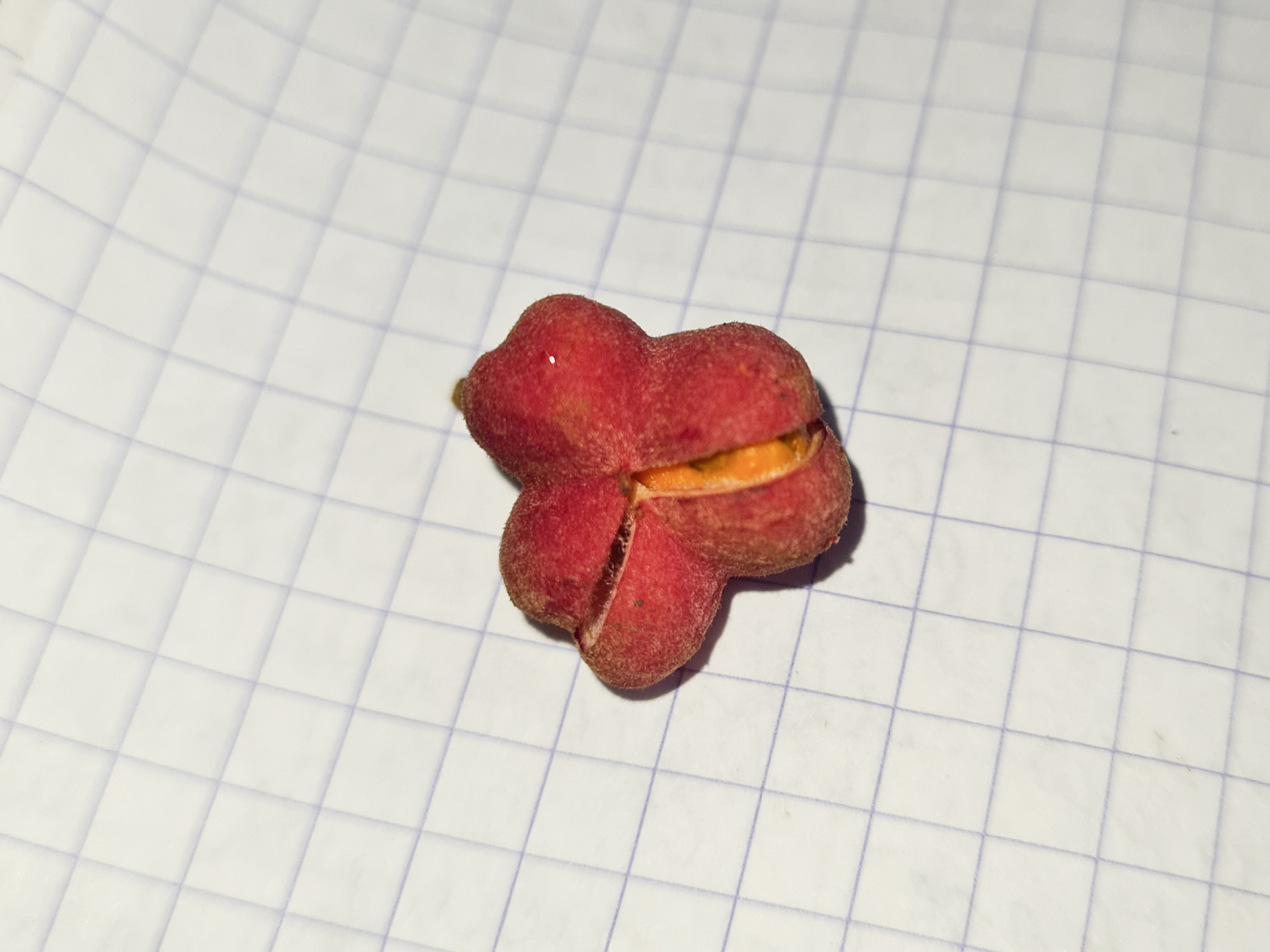 Cupania scrobiculata Rich. - Photo Bivouac Naturaliste