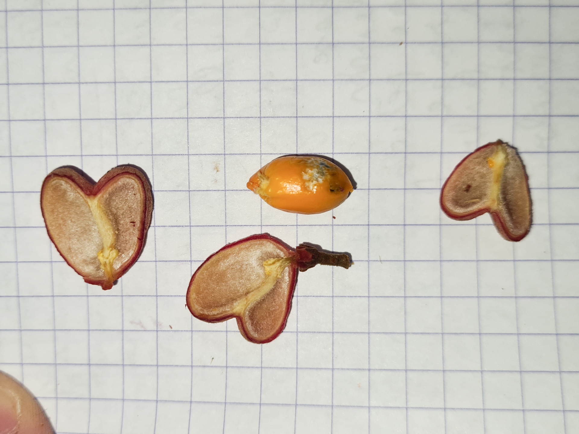 Cupania scrobiculata Rich. - Photo Bivouac Naturaliste