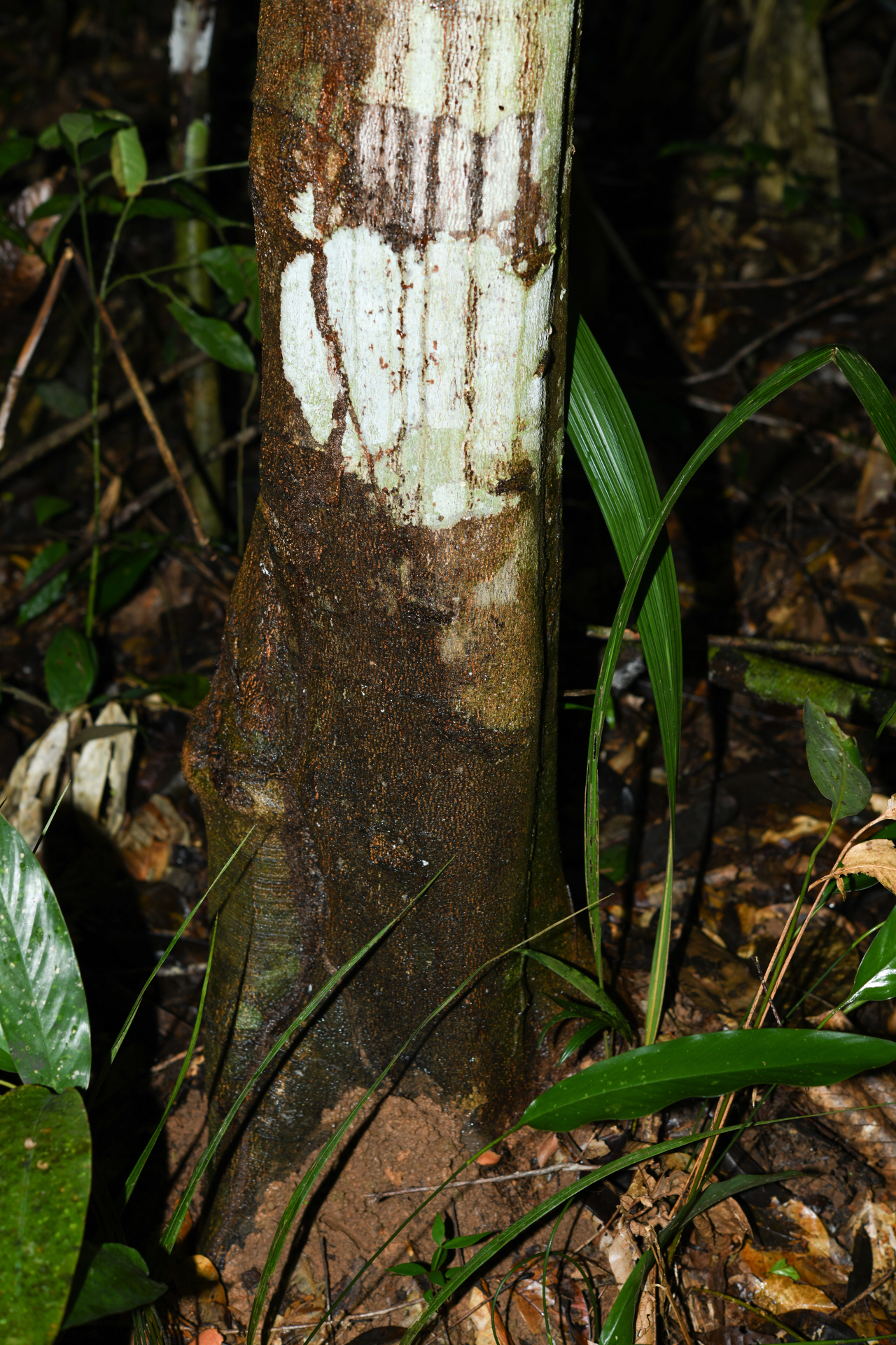 Cupania scrobiculata Rich. - Photo Bivouac Naturaliste