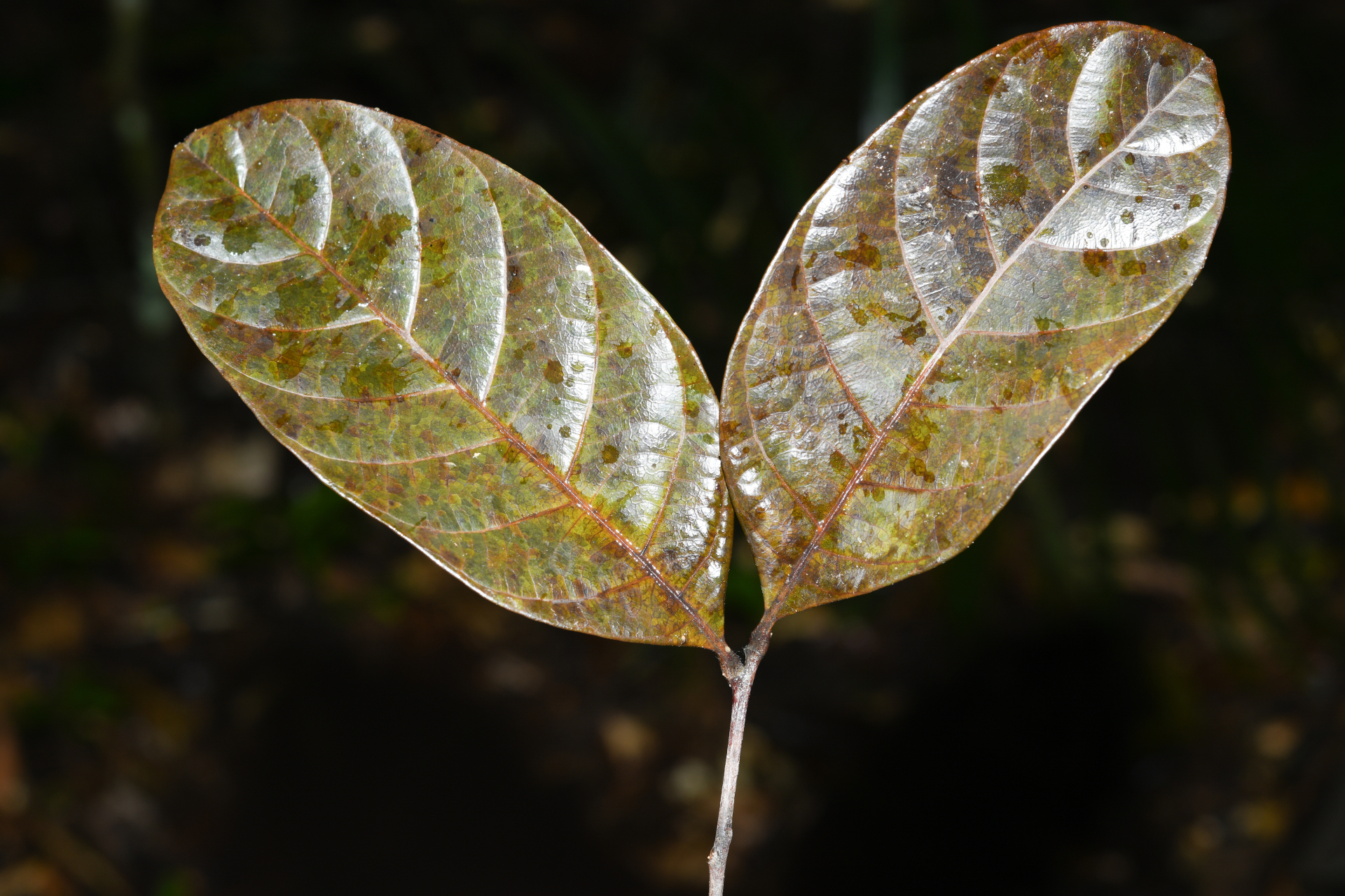 Cupania scrobiculata Rich. - Photo Bivouac Naturaliste