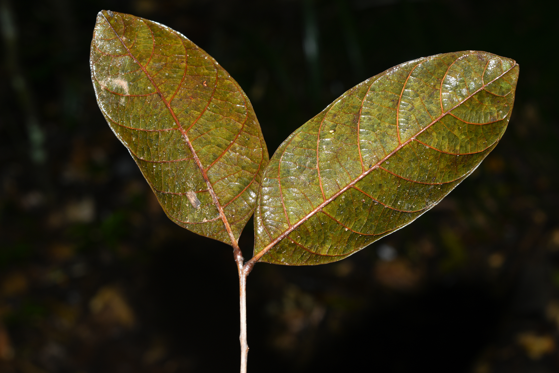 Cupania scrobiculata Rich. - Photo Bivouac Naturaliste