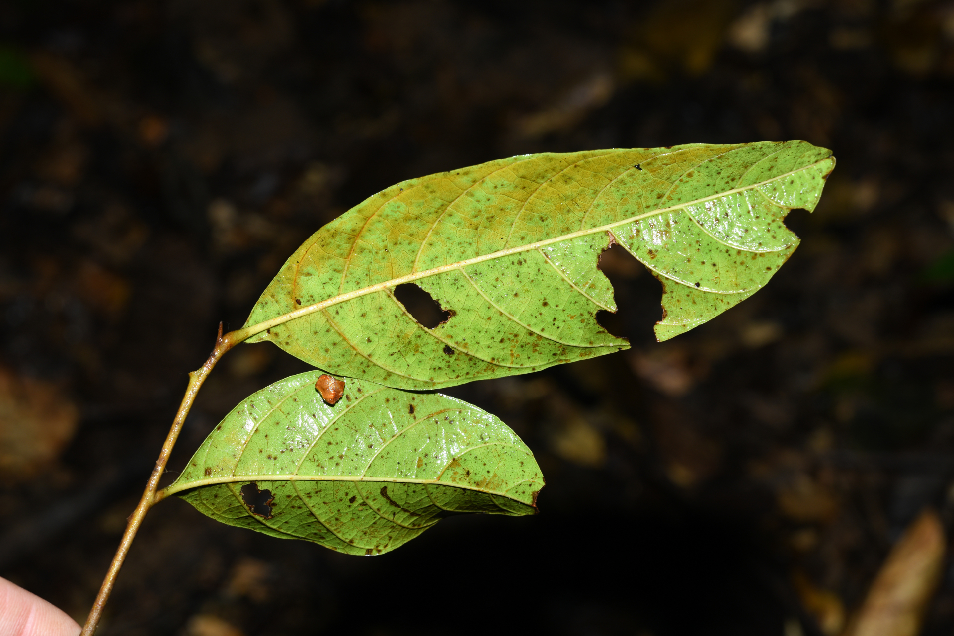 Cupania scrobiculata Rich. - Photo Bivouac Naturaliste