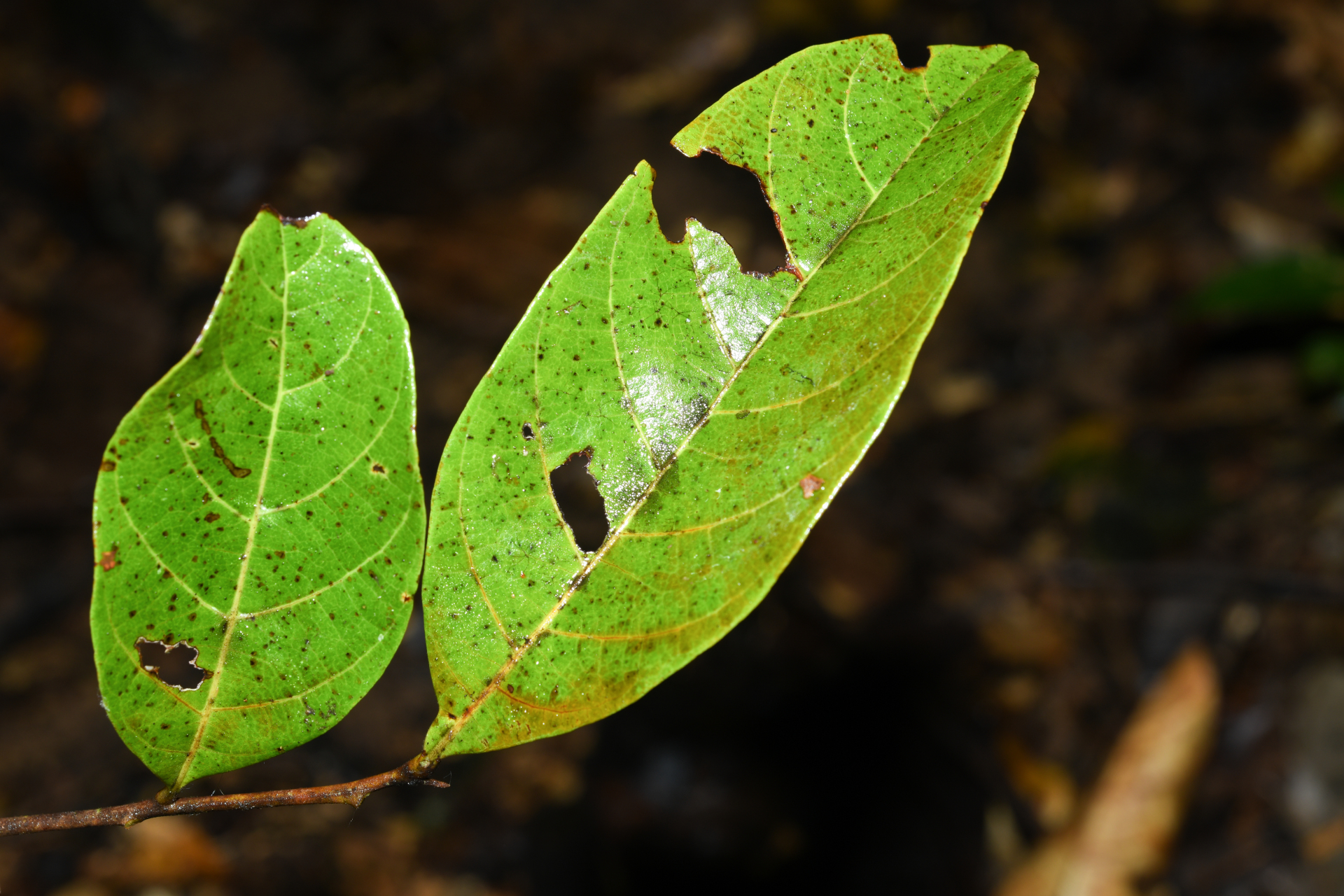 Cupania scrobiculata Rich. - Photo Bivouac Naturaliste