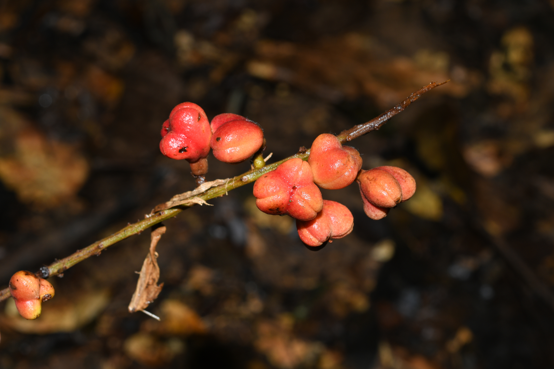 Cupania scrobiculata Rich. - Photo Bivouac Naturaliste