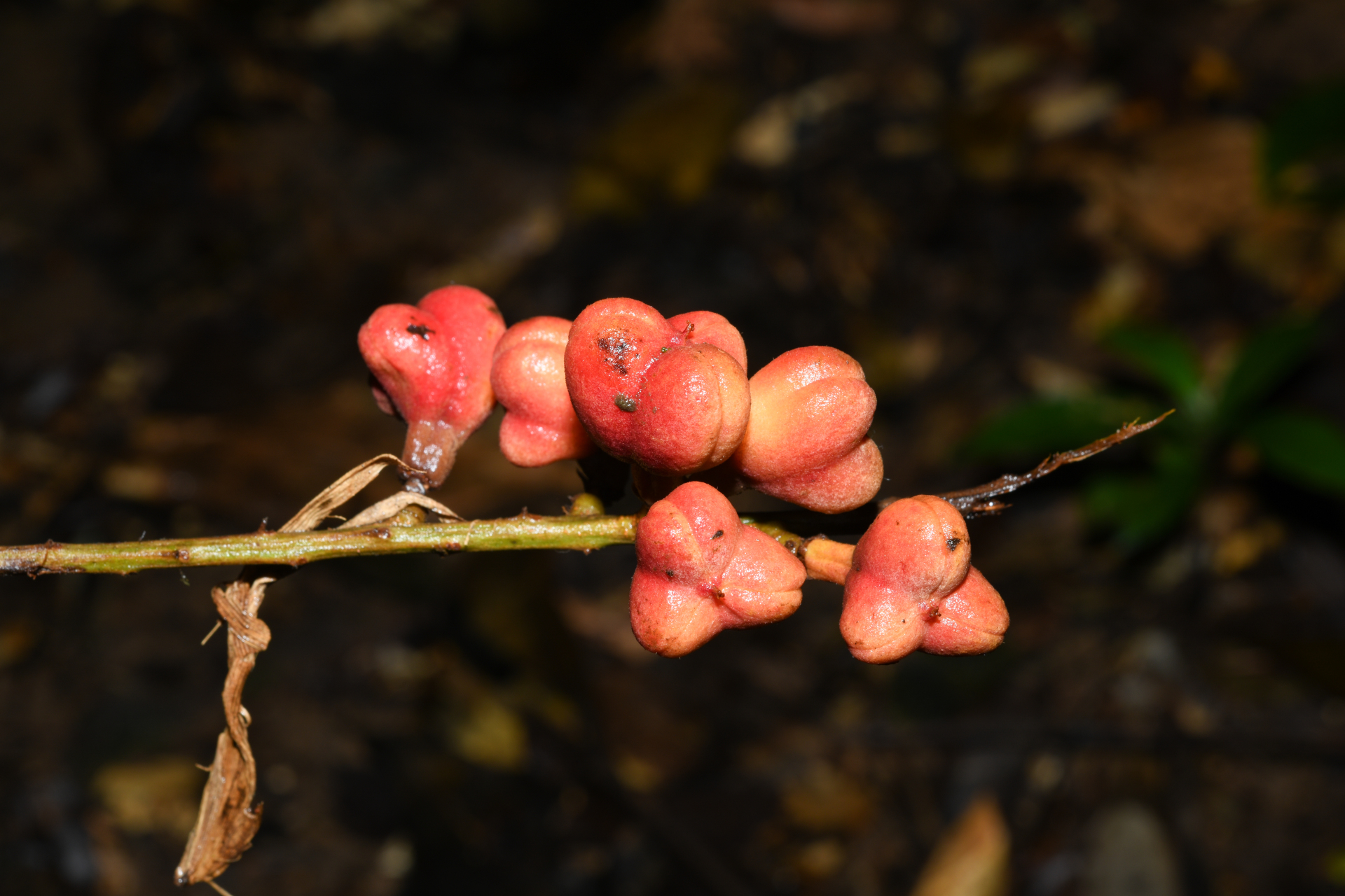 Cupania scrobiculata Rich. - Photo Bivouac Naturaliste
