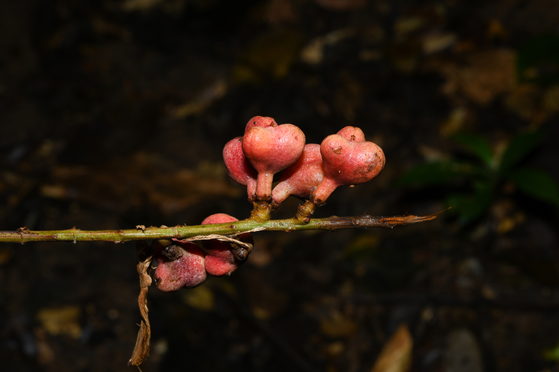Cupania scrobiculata Rich. - Photo Bivouac Naturaliste