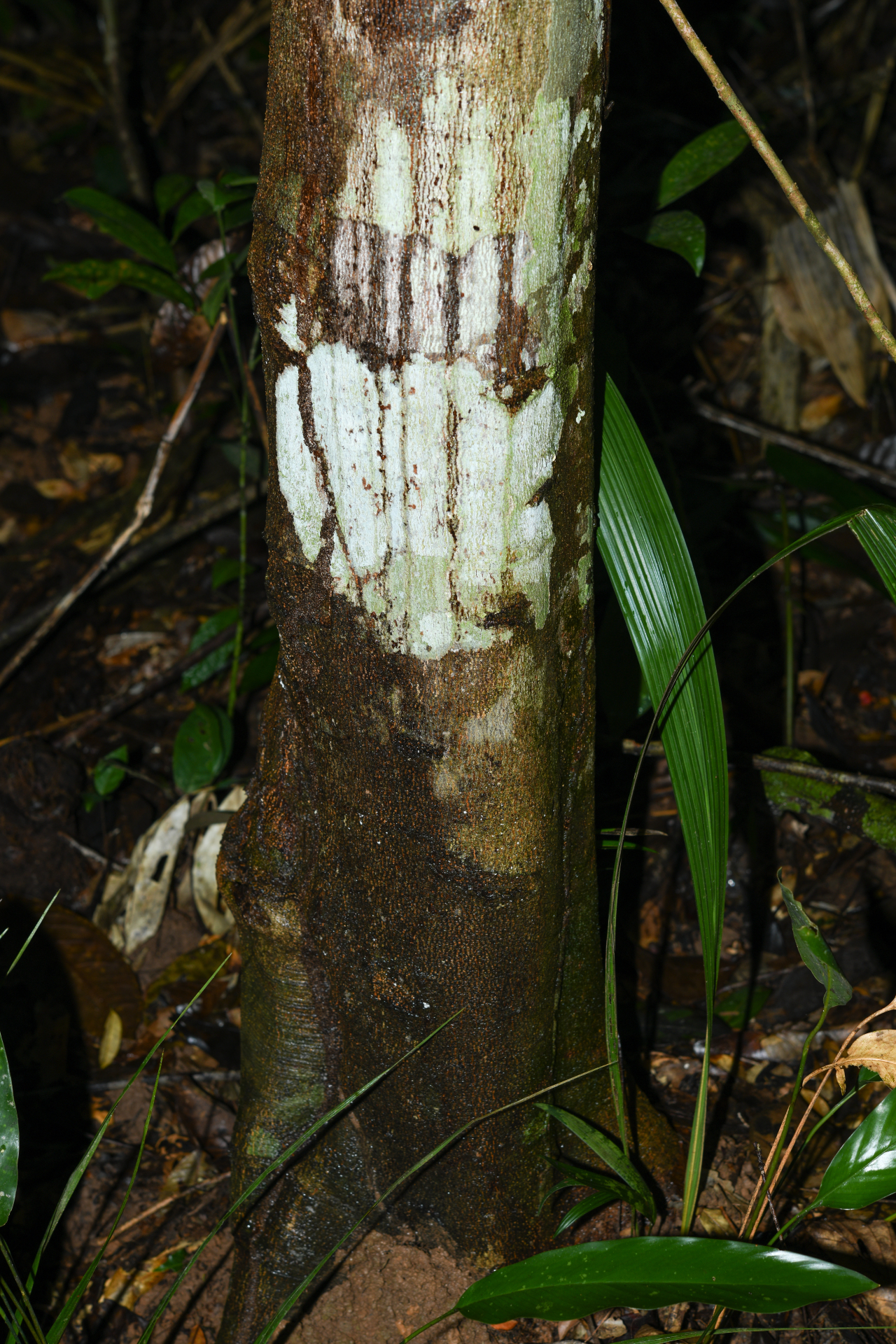 Cupania scrobiculata Rich. - Photo Bivouac Naturaliste