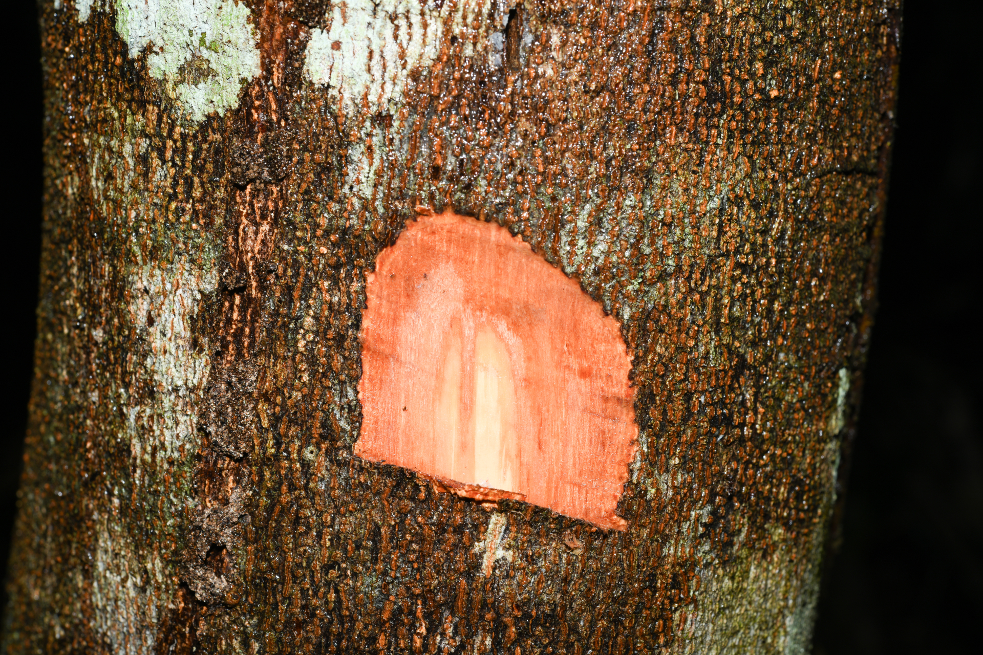 Cupania scrobiculata Rich. - Photo Bivouac Naturaliste