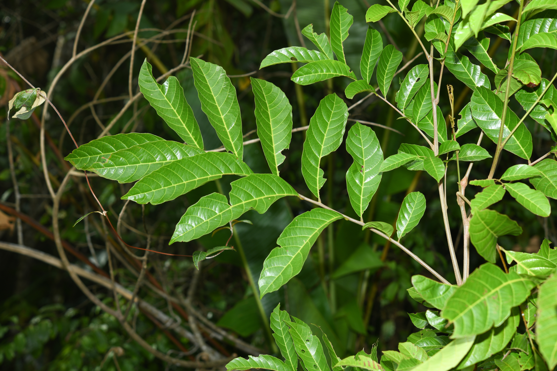 Cupania scrobiculata Rich. - Photo Bivouac Naturaliste