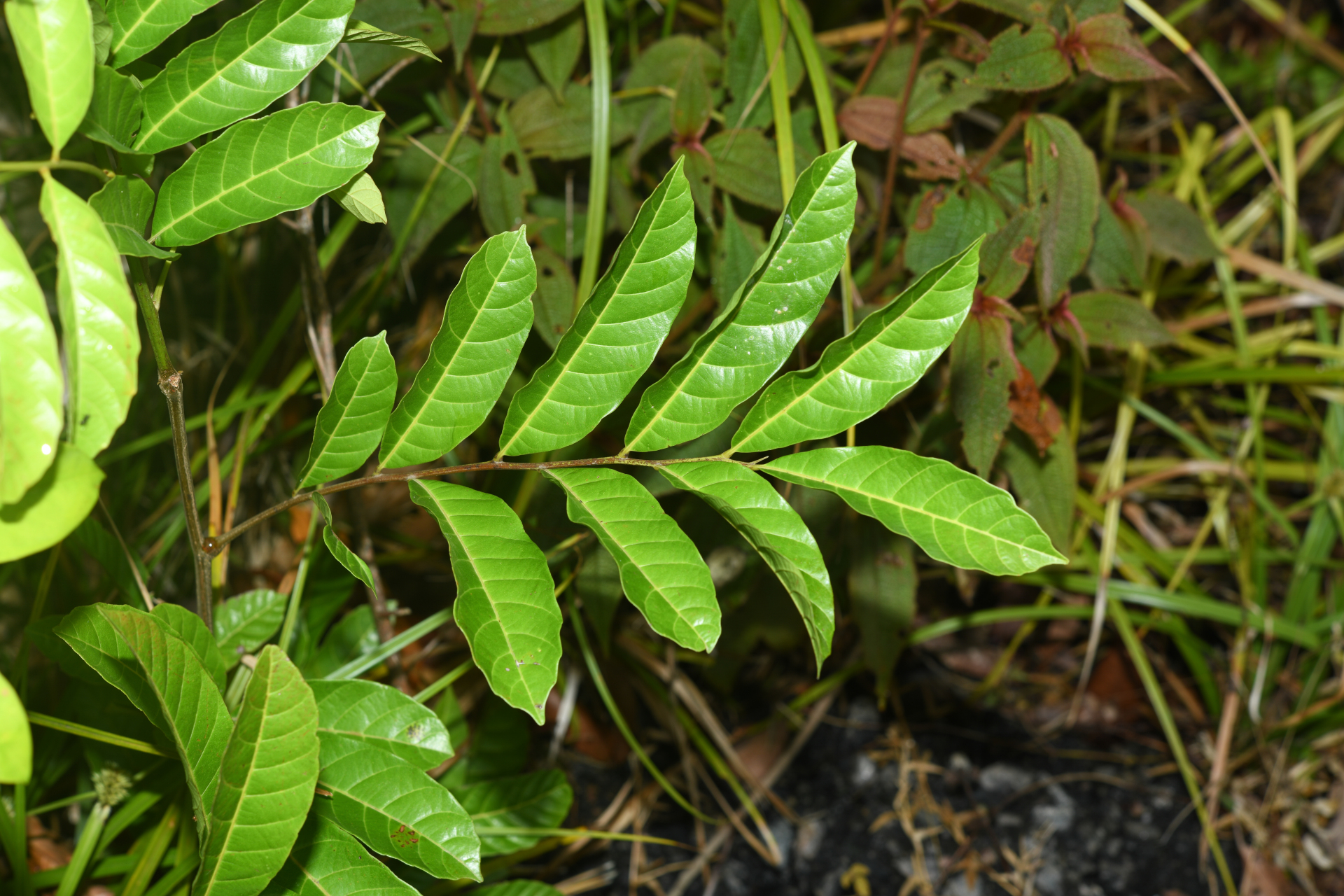 Cupania scrobiculata Rich. - Photo Bivouac Naturaliste