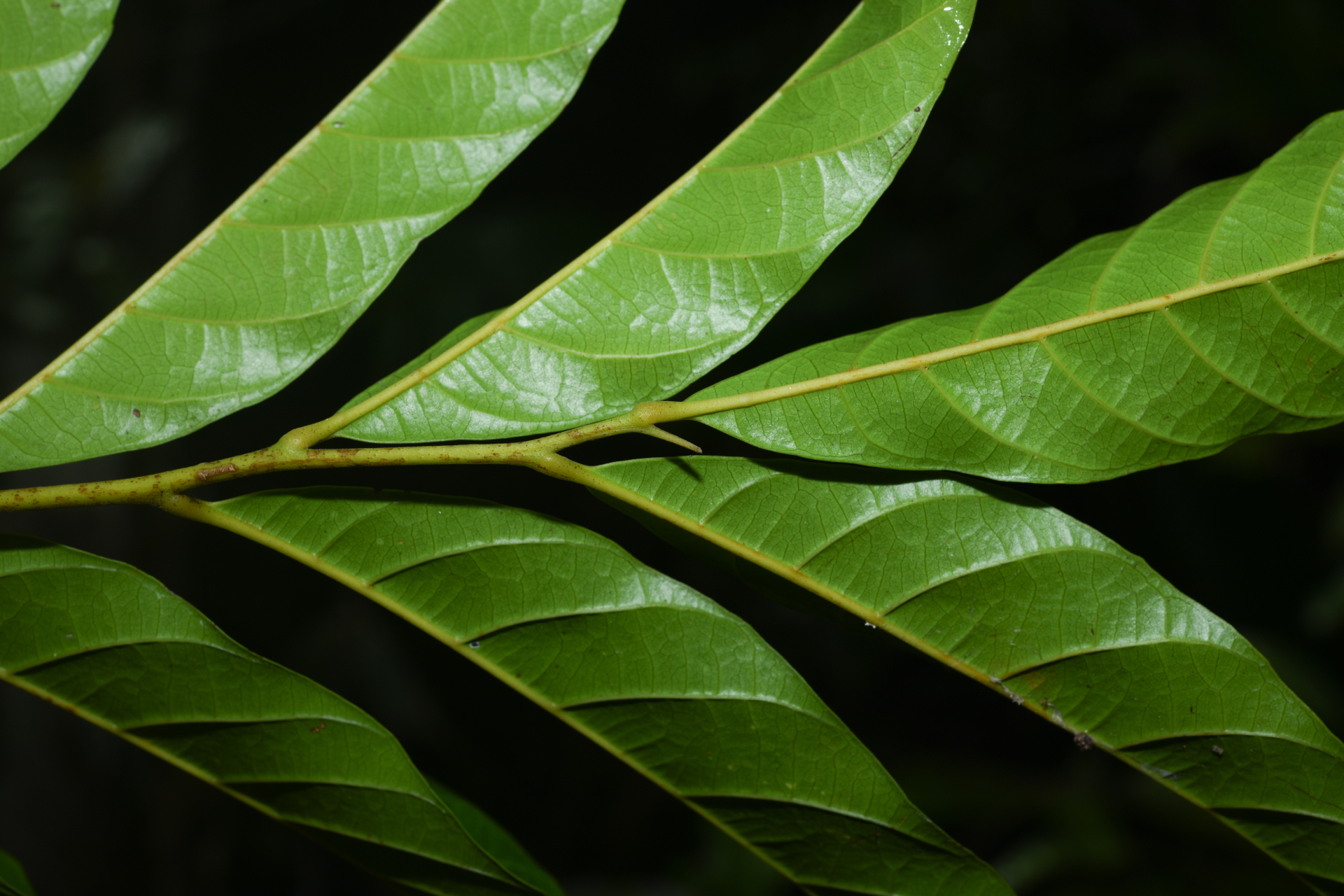 Cupania scrobiculata Rich. - Photo Bivouac Naturaliste