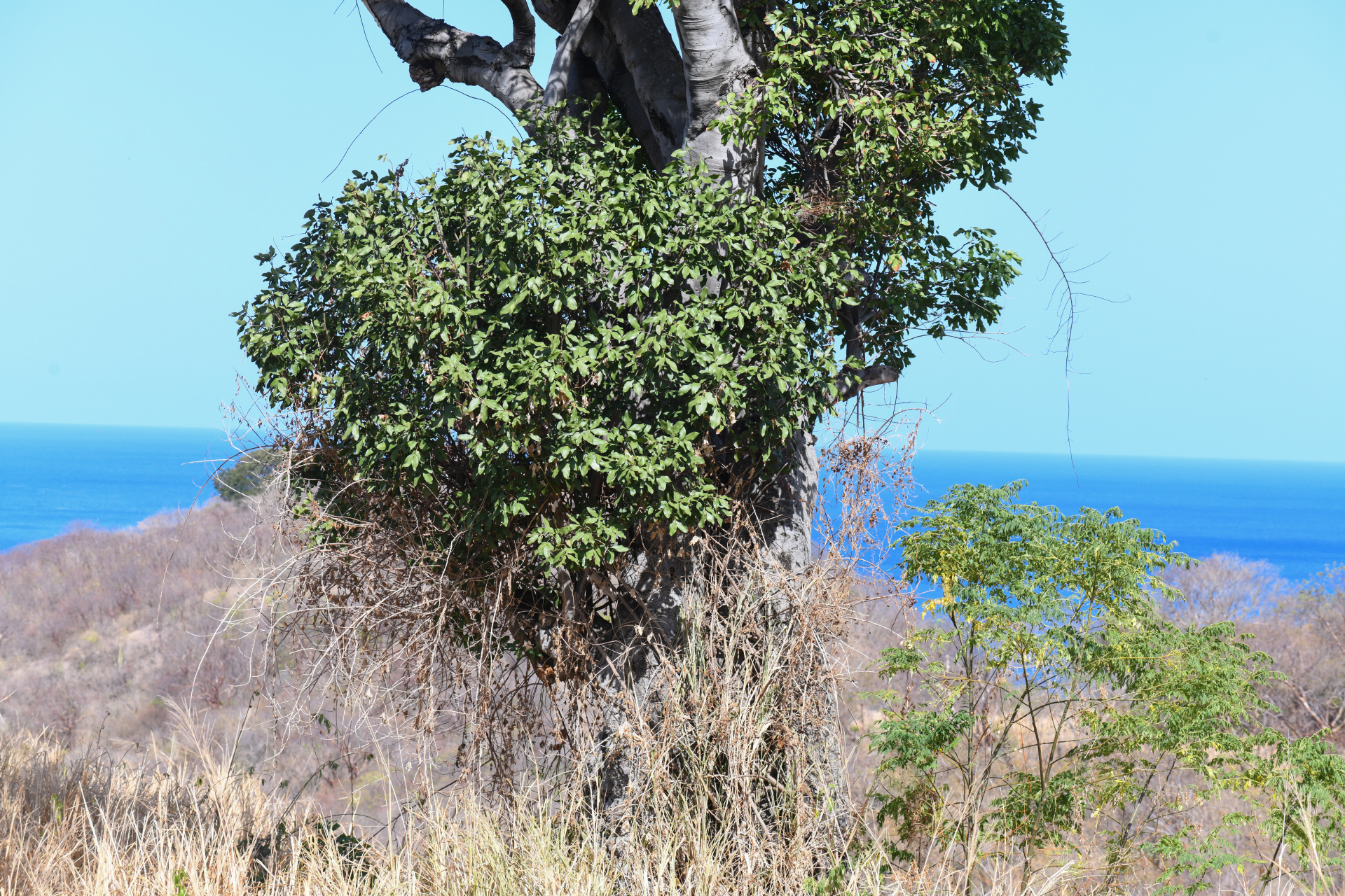 Melicoccus bijugatus Jacq. - Photo Bivouac Naturaliste