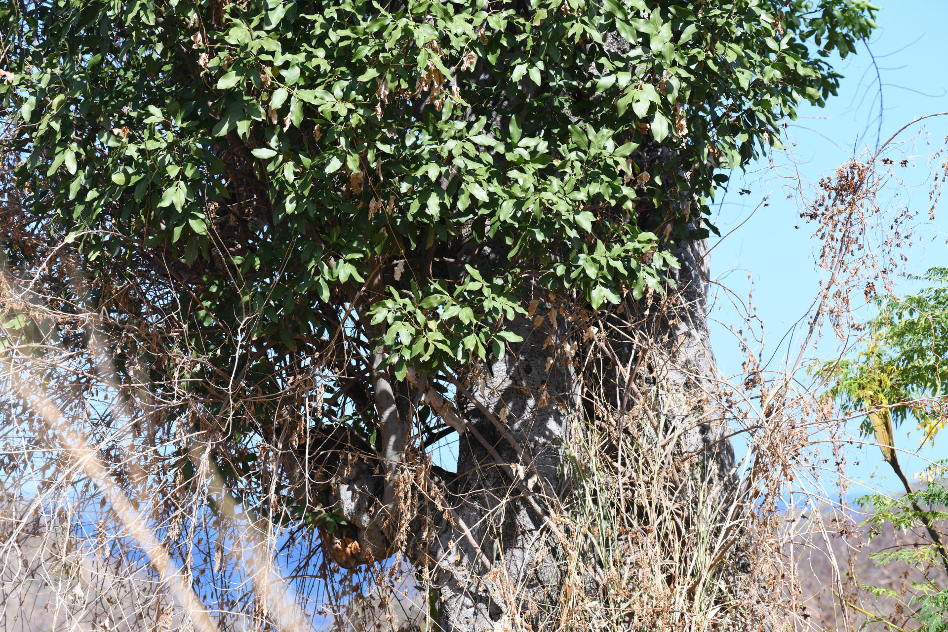 Melicoccus bijugatus Jacq. - Photo Bivouac Naturaliste