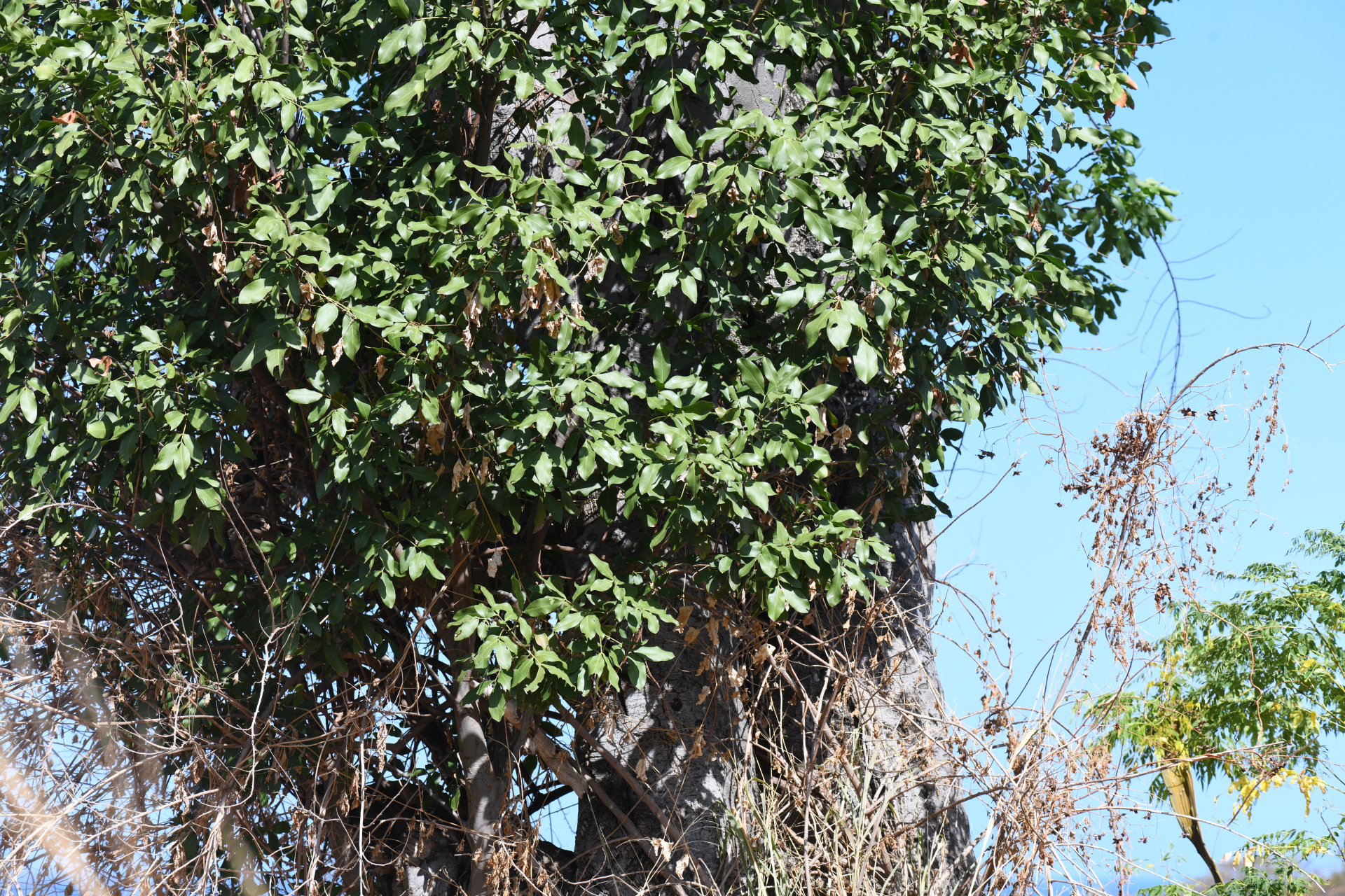 Melicoccus bijugatus Jacq. - Photo Bivouac Naturaliste