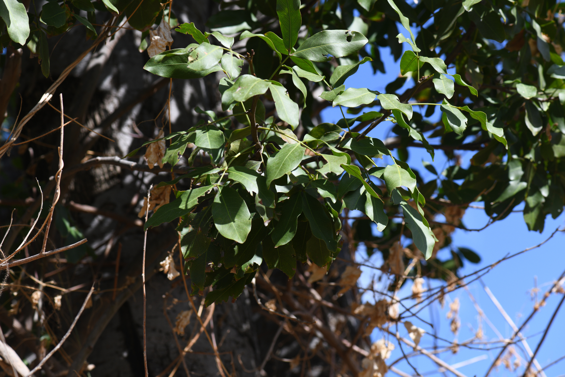 Melicoccus bijugatus Jacq. - Photo Bivouac Naturaliste