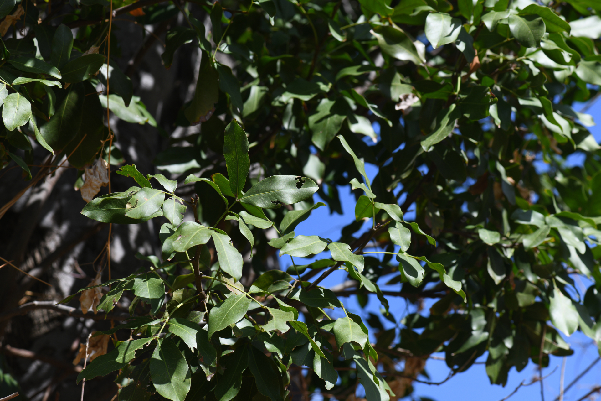 Melicoccus bijugatus Jacq. - Photo Bivouac Naturaliste