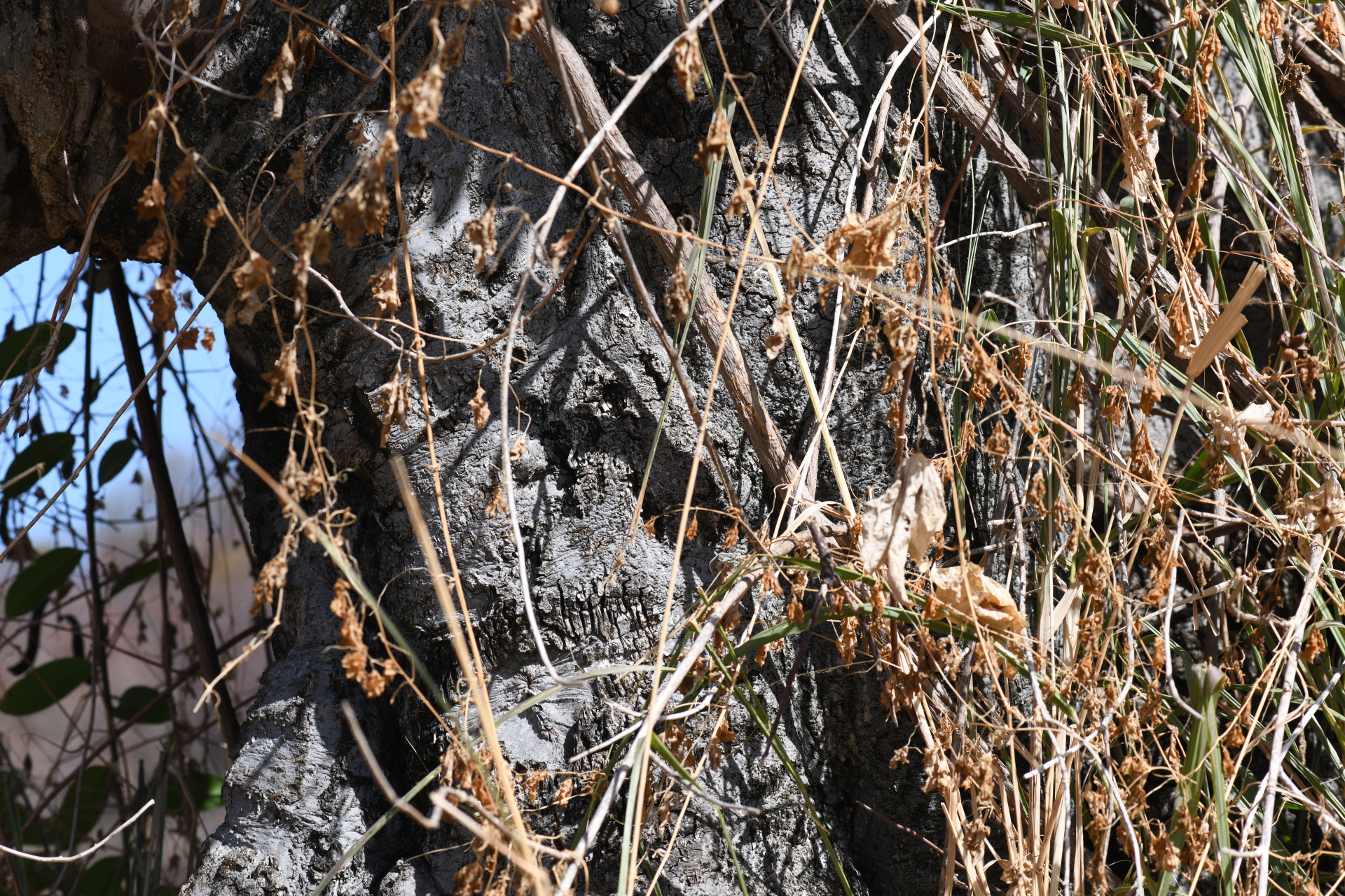 Melicoccus bijugatus Jacq. - Photo Bivouac Naturaliste