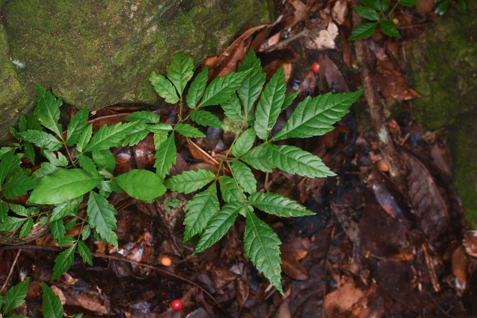Allophylus racemosus (L.) Radlk. - Photo Bivouac Naturaliste
