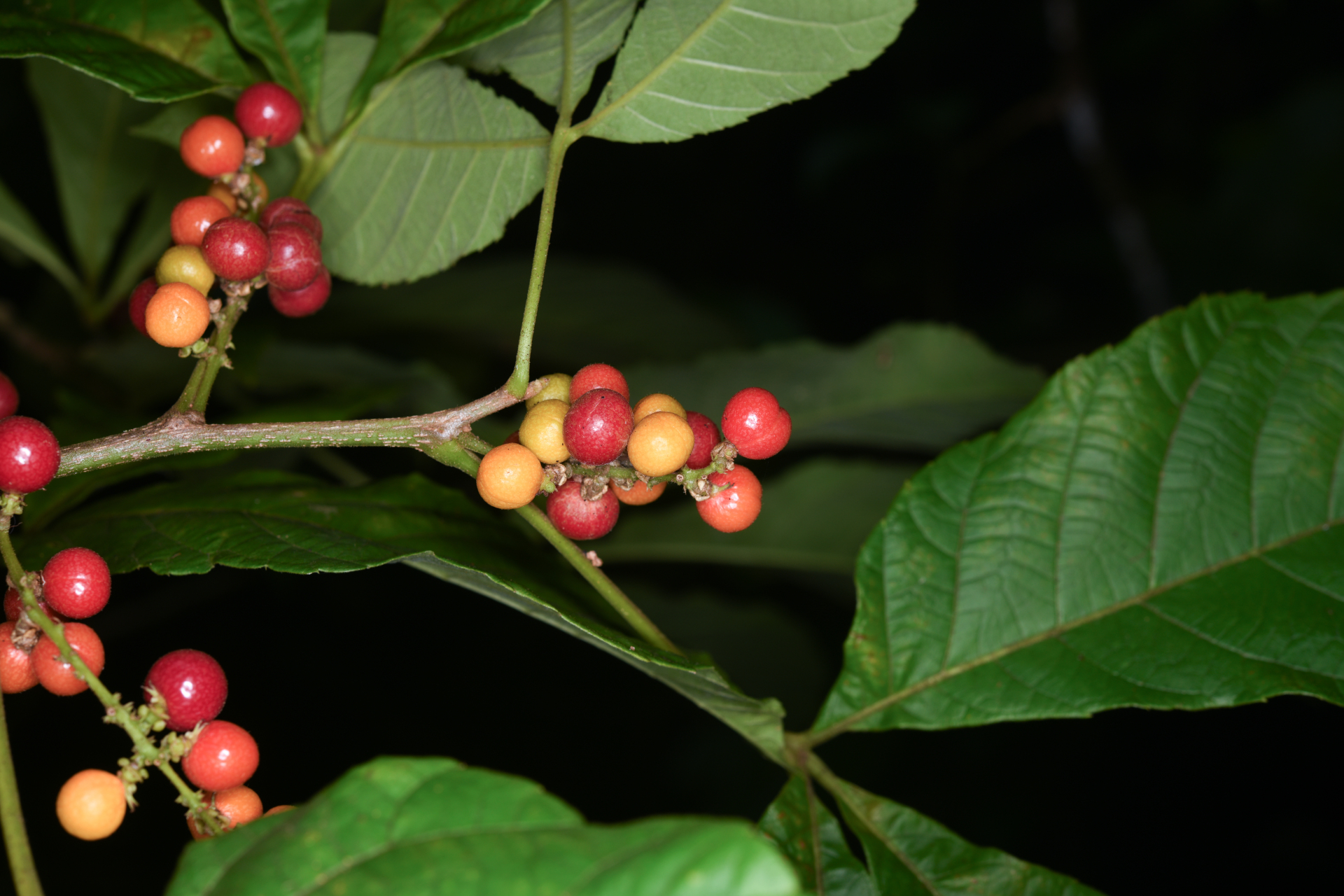 Allophylus racemosus (L.) Radlk. - Photo Bivouac Naturaliste