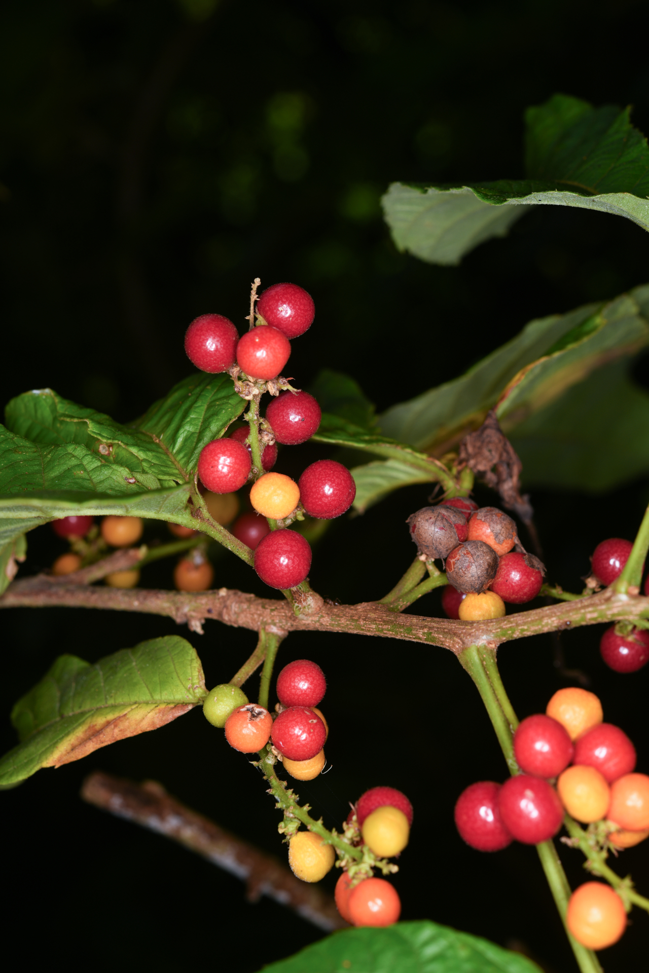 Allophylus racemosus (L.) Radlk. - Photo Bivouac Naturaliste