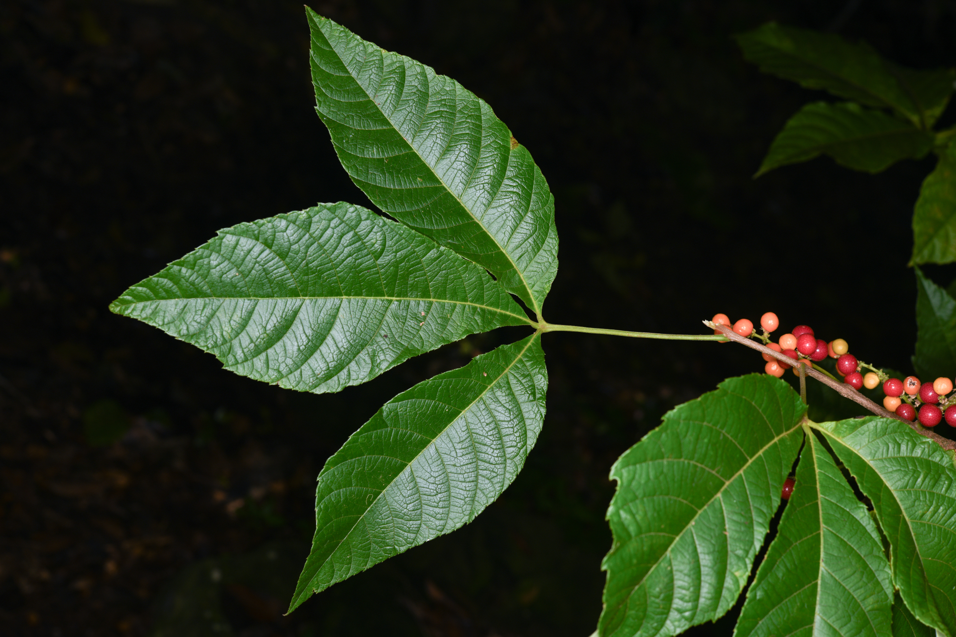 Allophylus racemosus (L.) Radlk. - Photo Bivouac Naturaliste