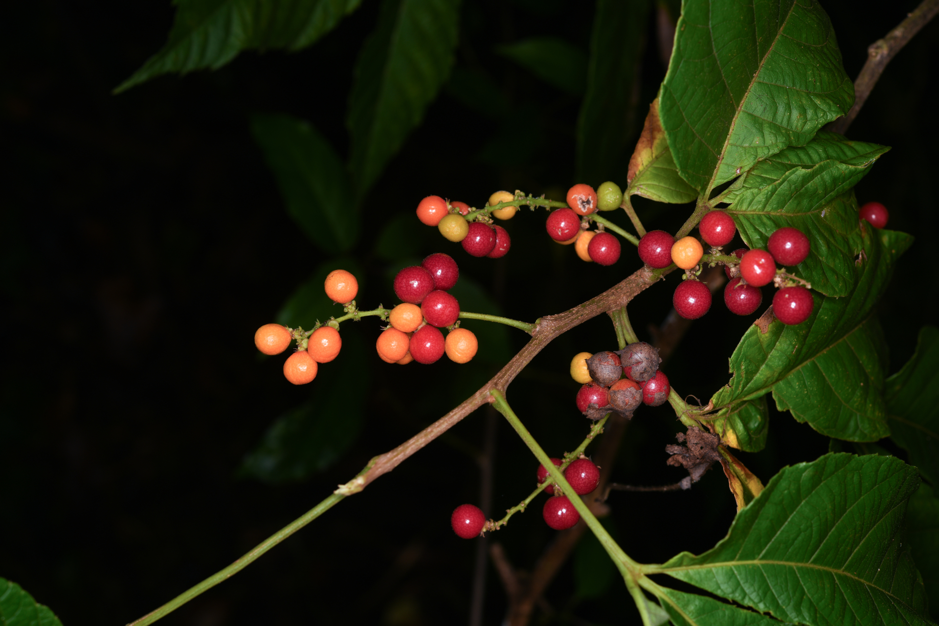 Allophylus racemosus (L.) Radlk. - Photo Bivouac Naturaliste
