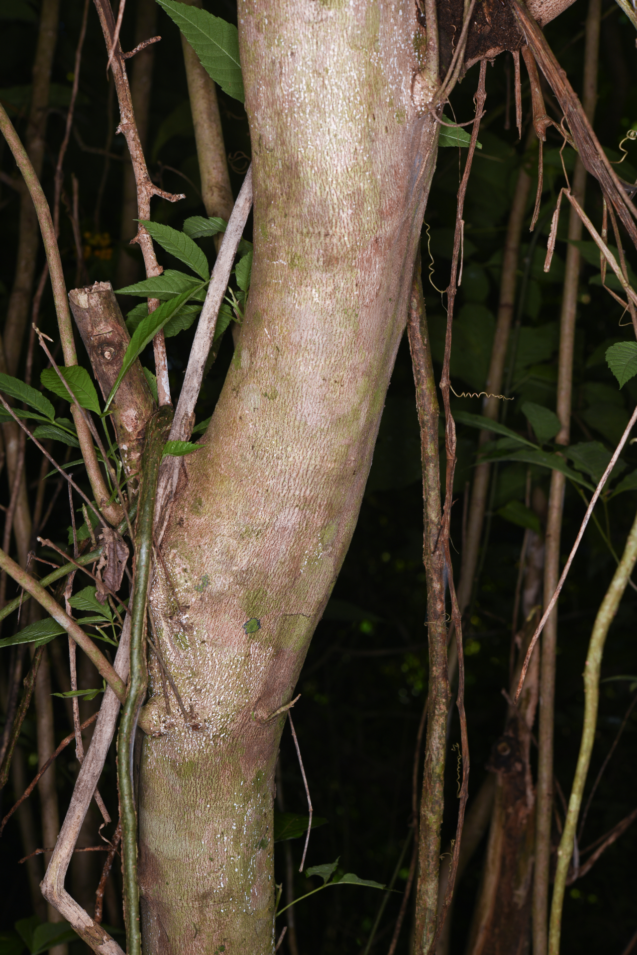 Allophylus racemosus (L.) Radlk. - Photo Bivouac Naturaliste