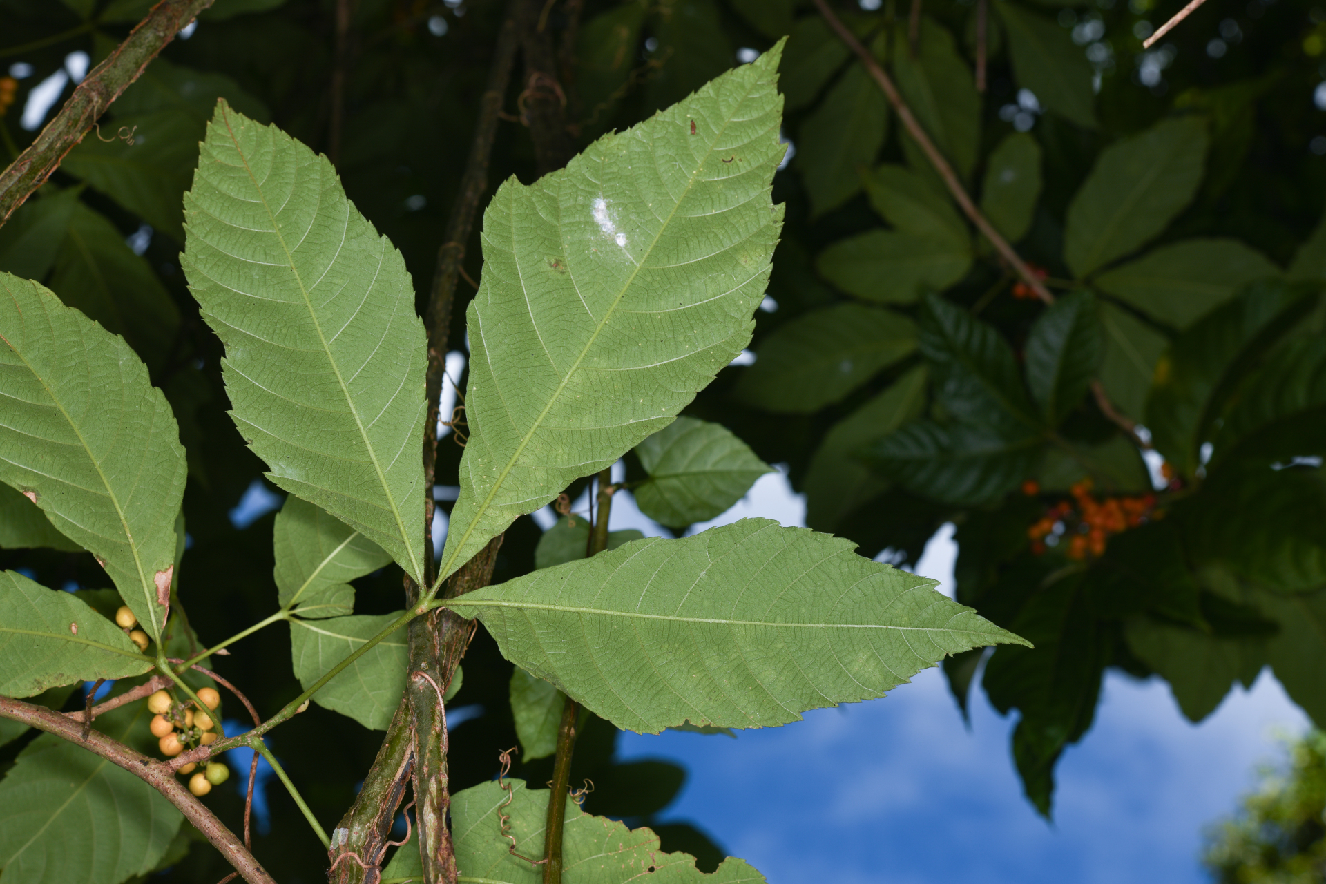 Allophylus racemosus (L.) Radlk. - Photo Bivouac Naturaliste