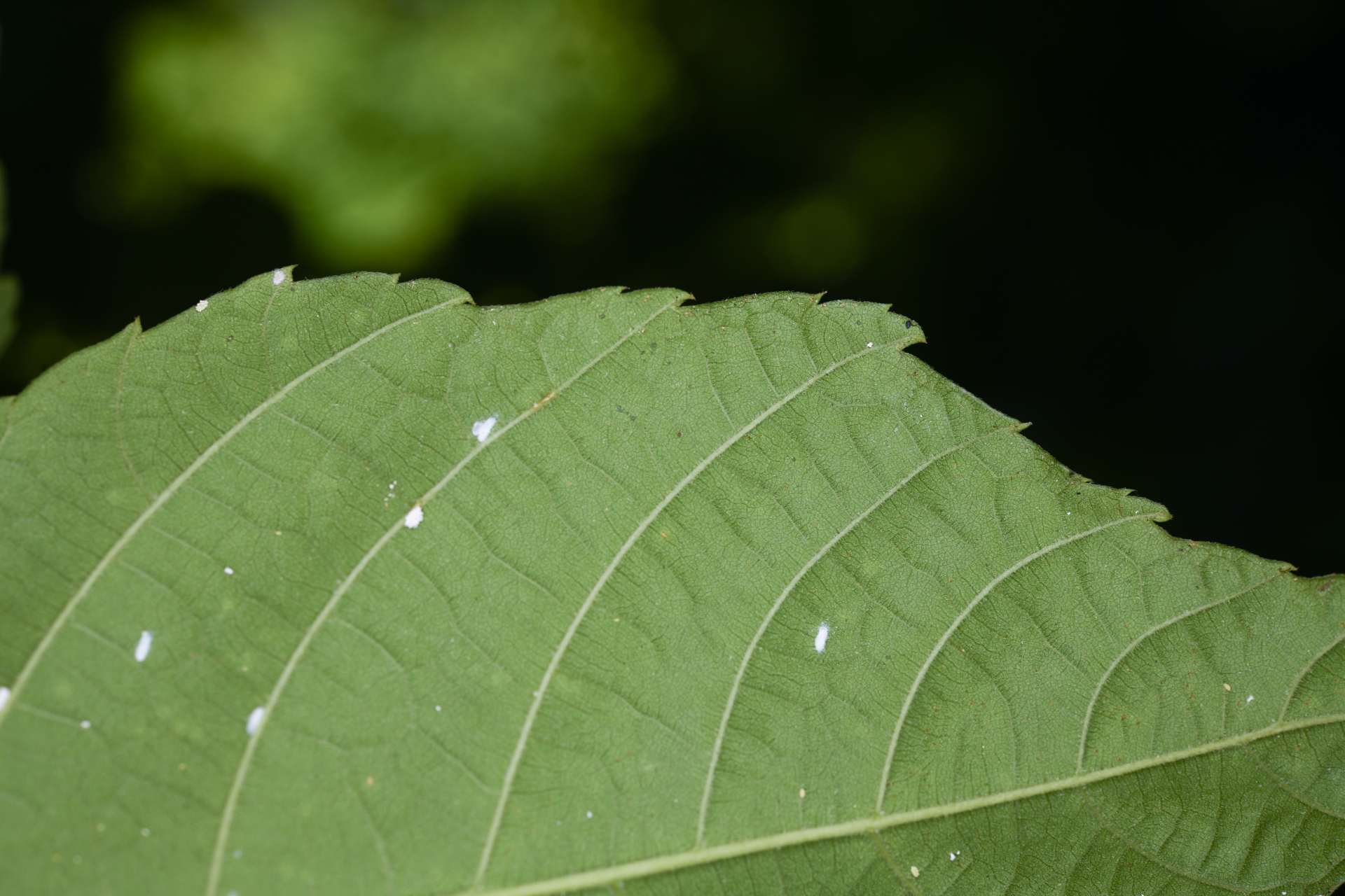 Allophylus racemosus (L.) Radlk. - Photo Bivouac Naturaliste