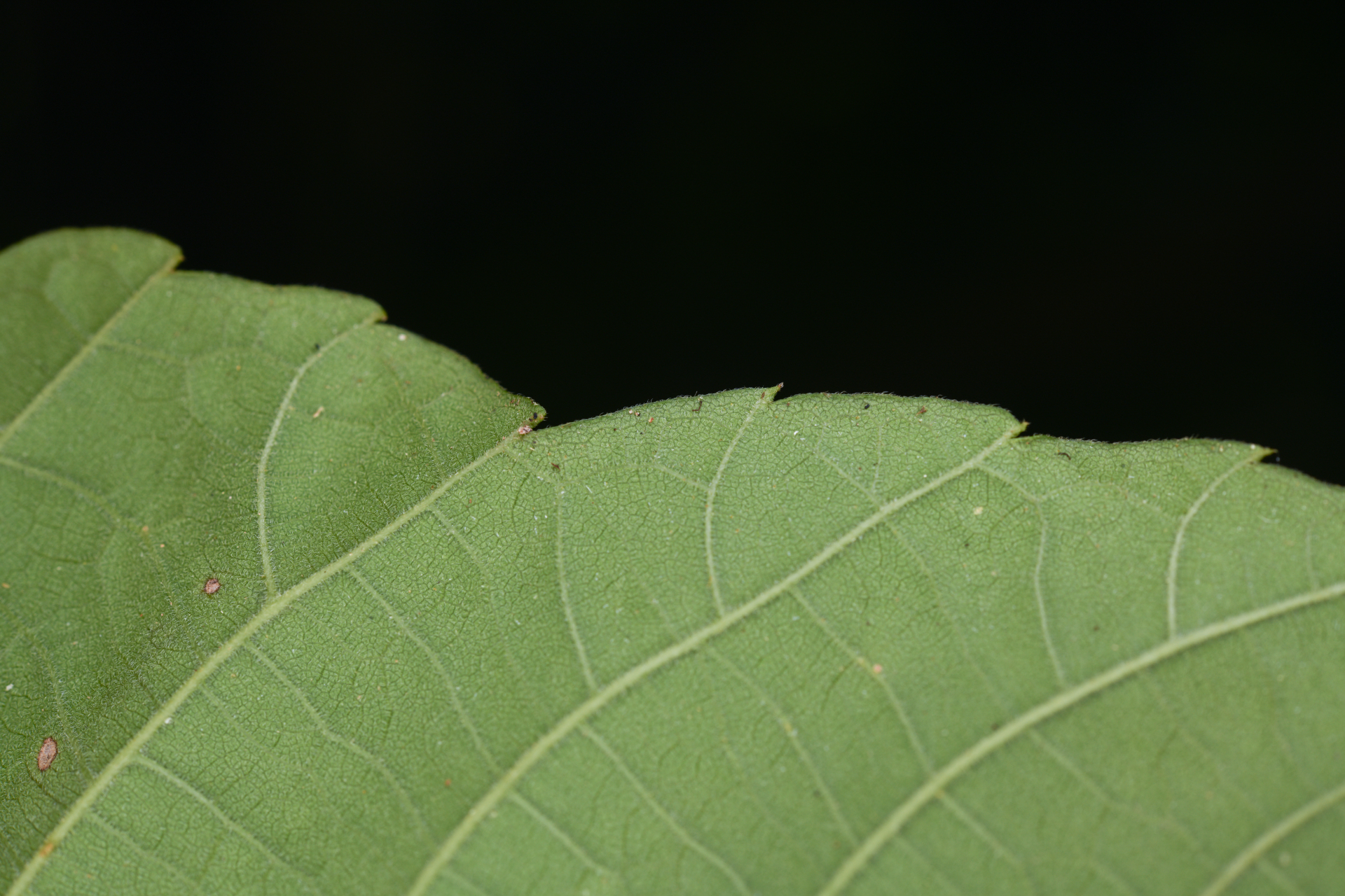 Allophylus racemosus (L.) Radlk. - Photo Bivouac Naturaliste