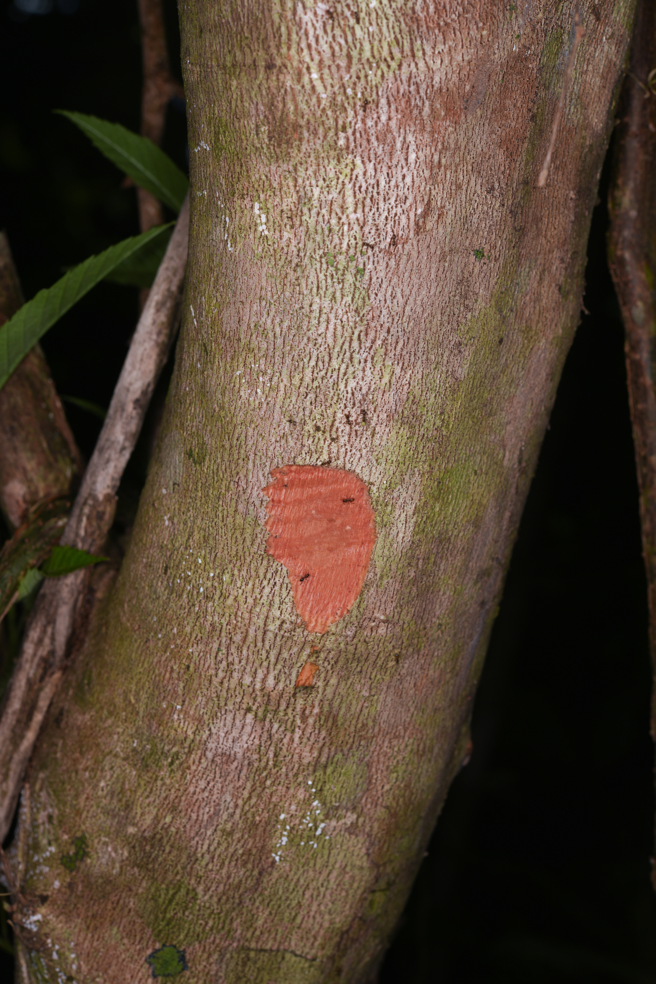 Allophylus racemosus (L.) Radlk. - Photo Bivouac Naturaliste