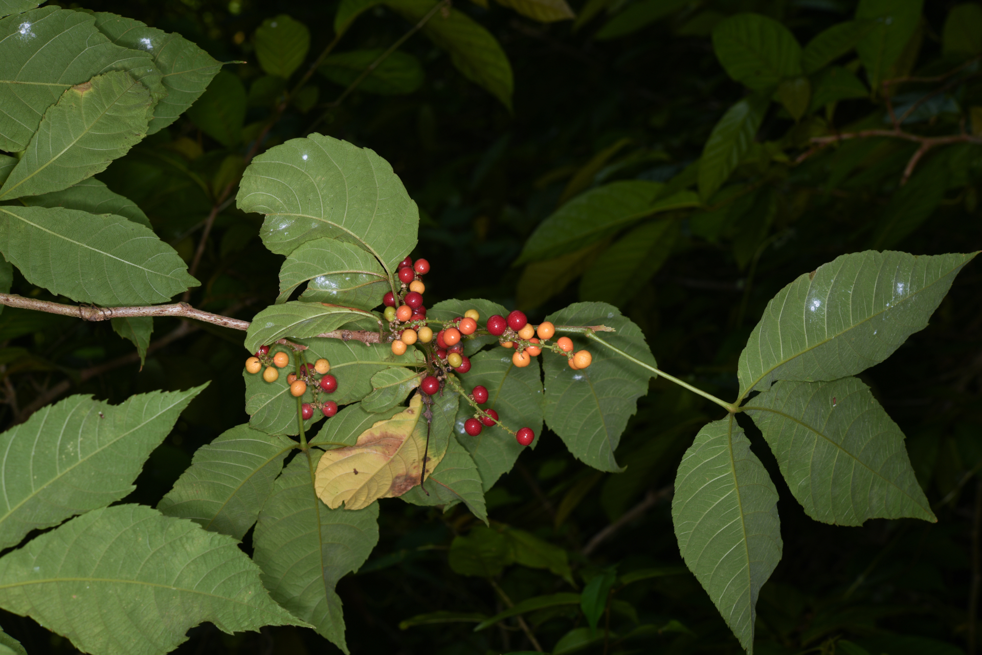 Allophylus racemosus (L.) Radlk. - Photo Bivouac Naturaliste