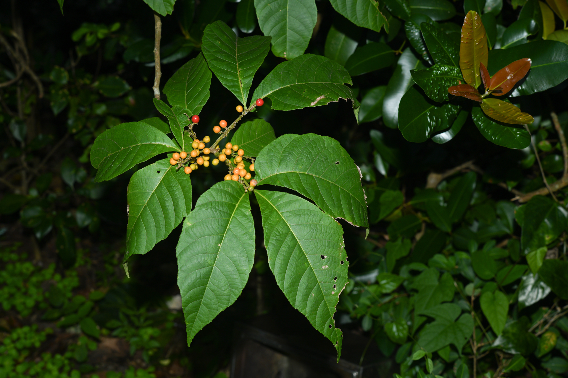 Allophylus racemosus (L.) Radlk. - Photo Bivouac Naturaliste